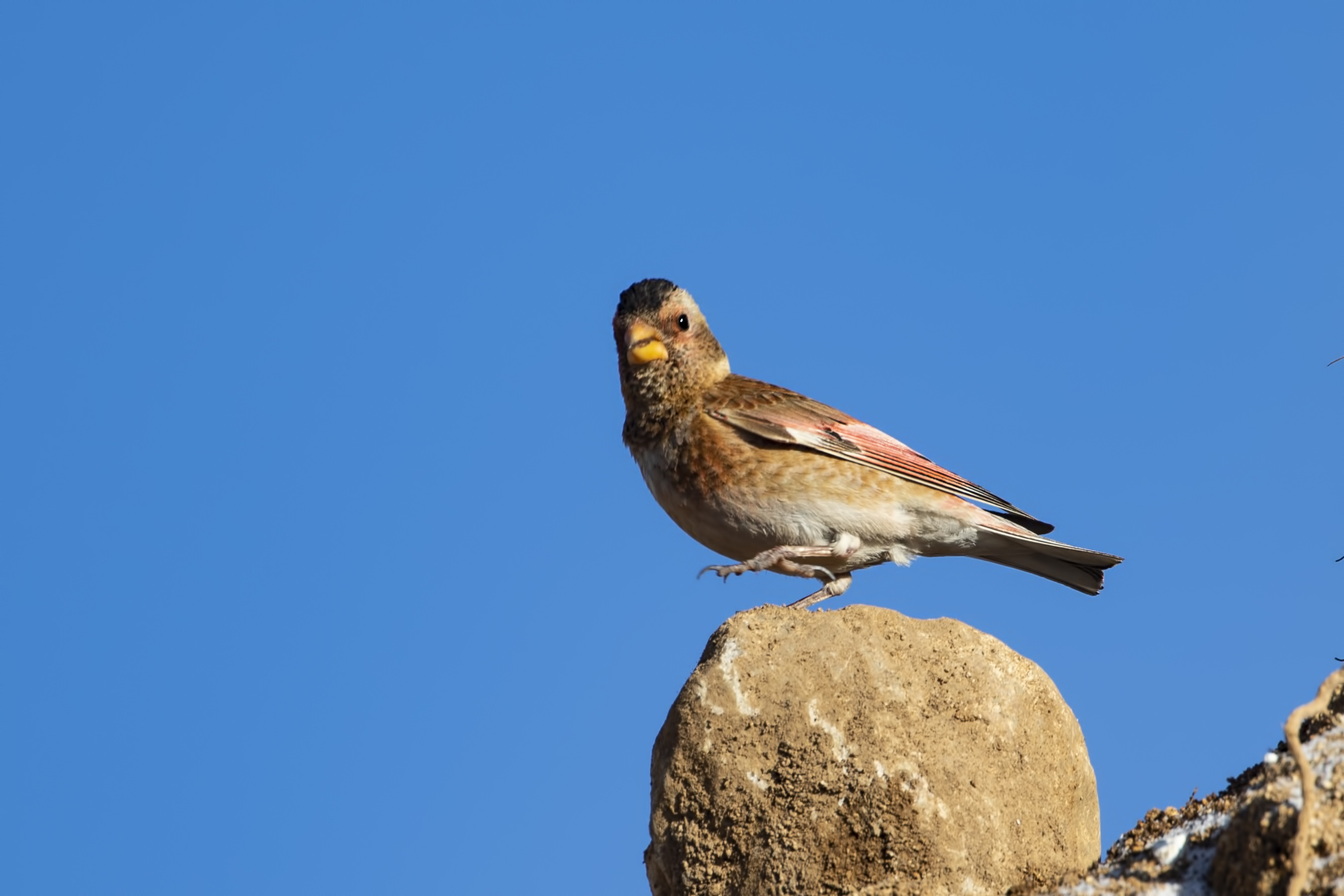 Crimson-winged Finch