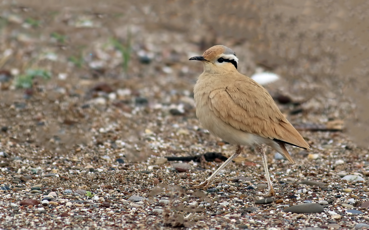 Cream-colored Courser