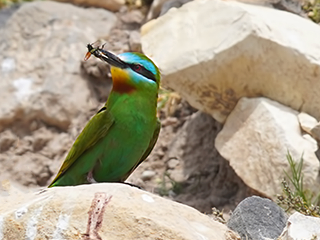 Blue-cheeked Bee-eater