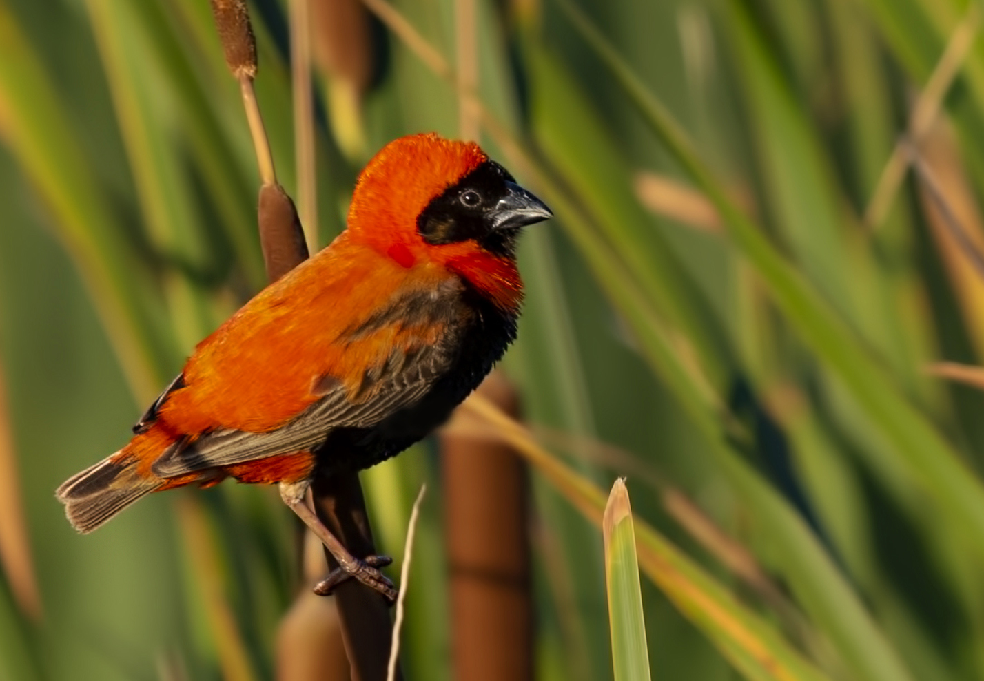 Southern Red Bishop