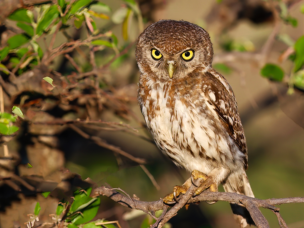 Pearl-spotted Owlet