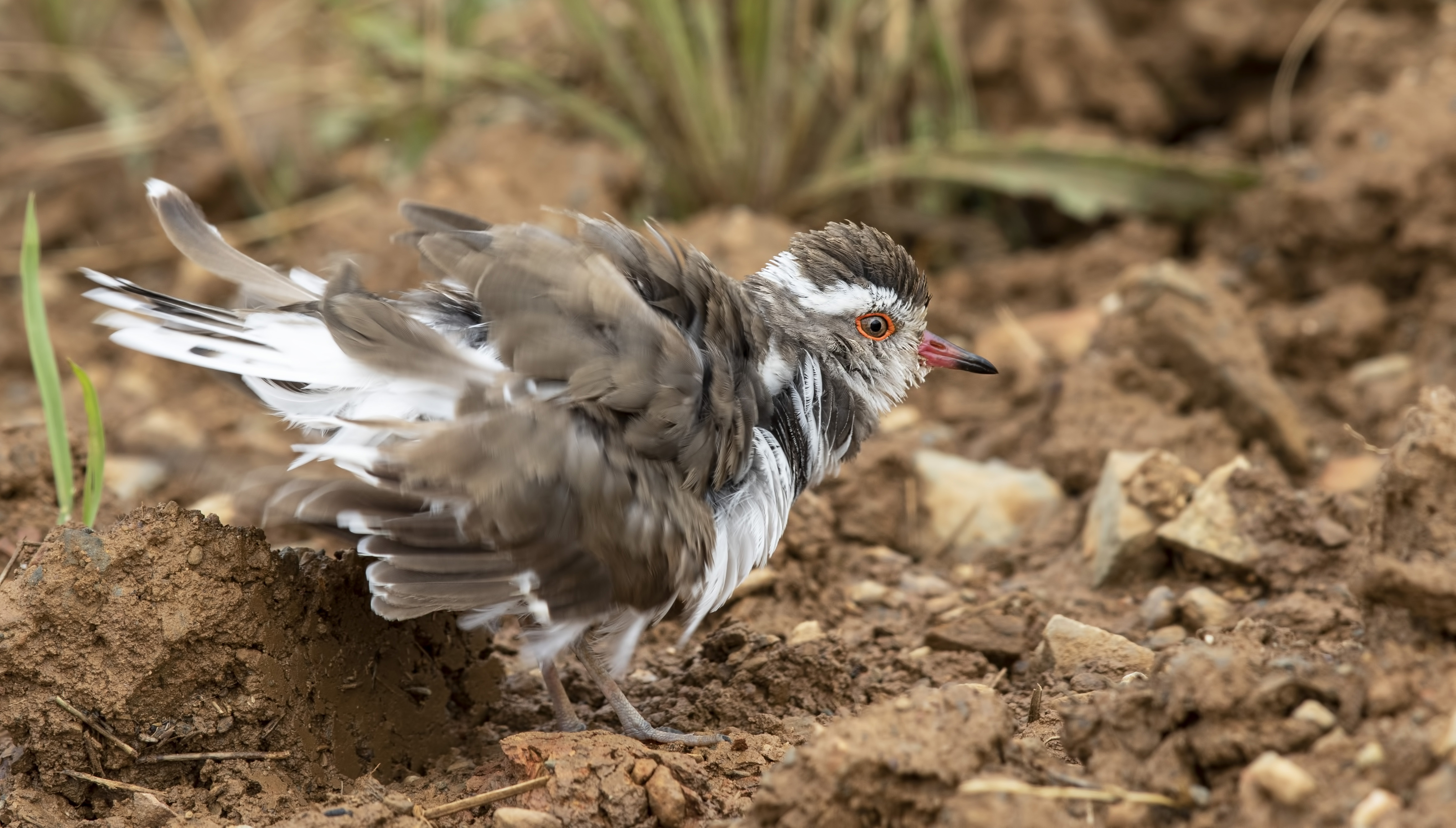 Chestnut-banded Plover