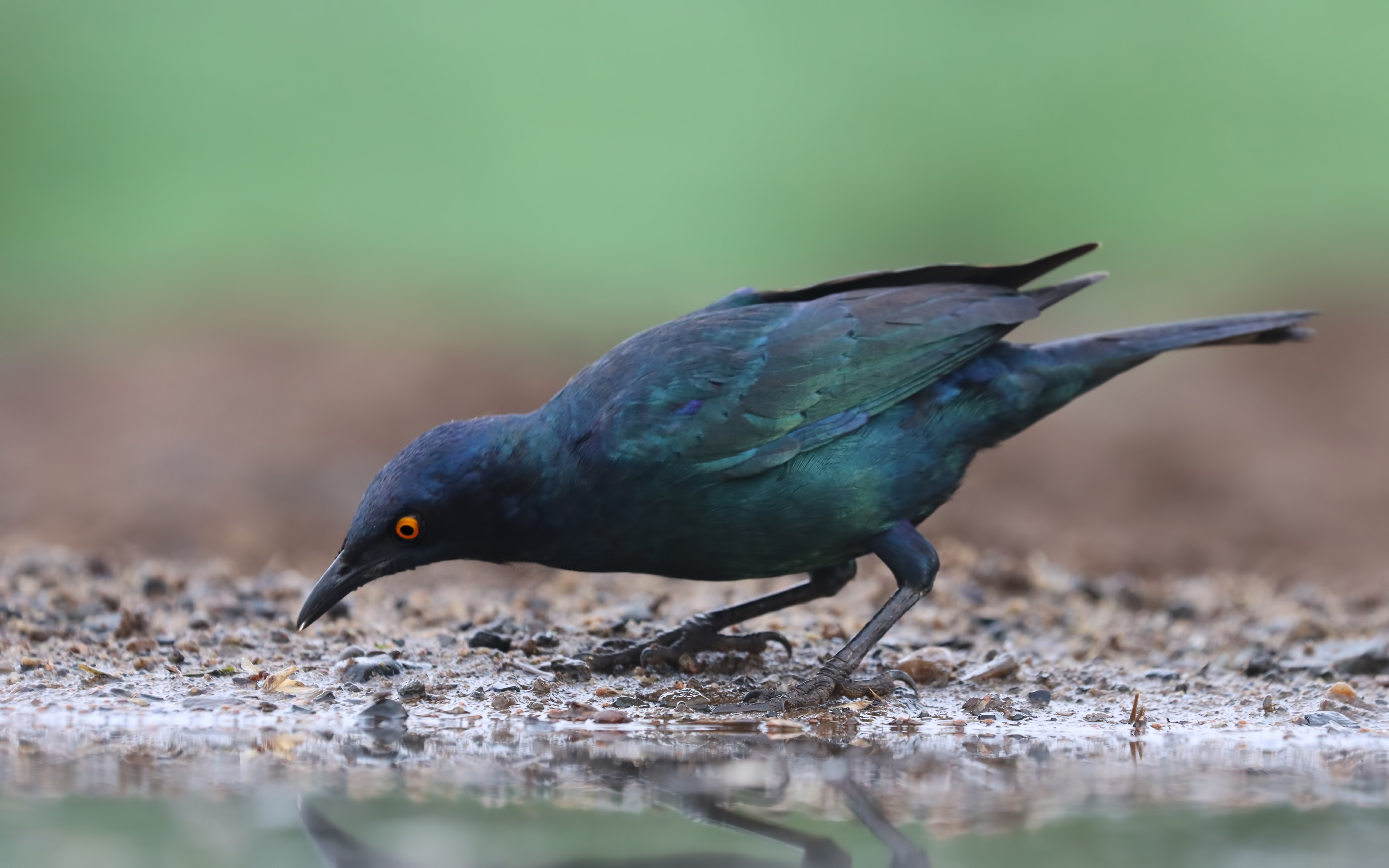 Cape Starling