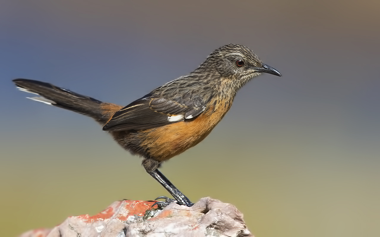 Cape Rockjumper