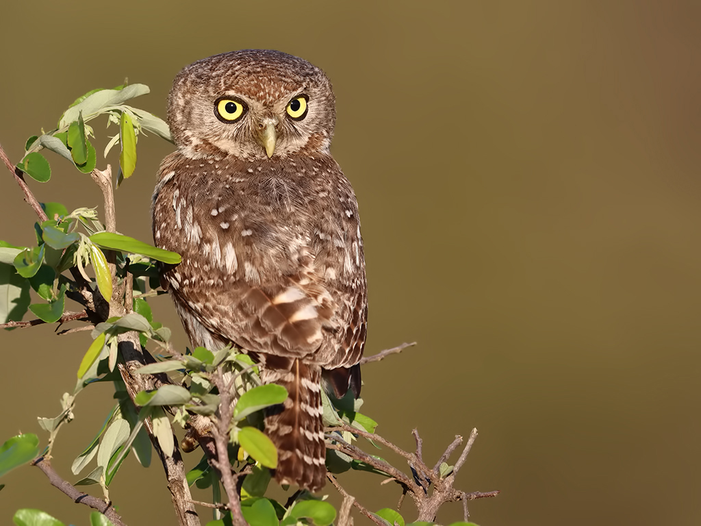 Pearl-spotted Owlet — Ana fotoğraf