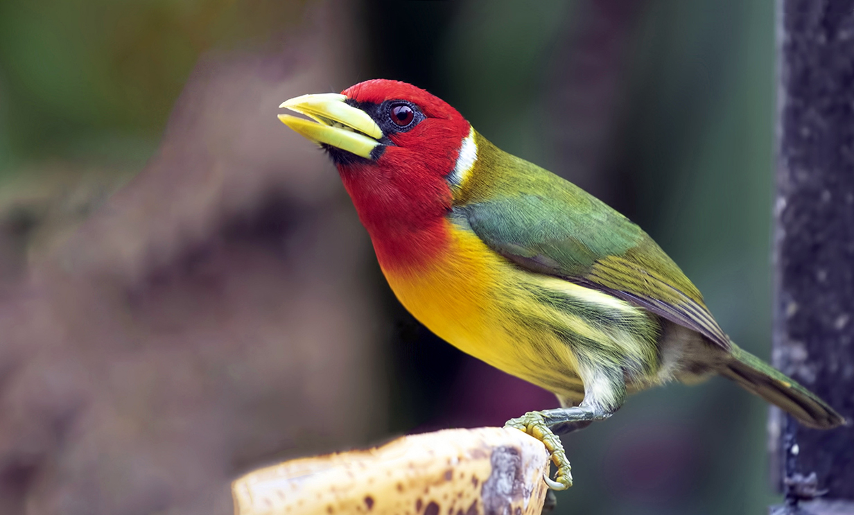 Red-headed Barbet