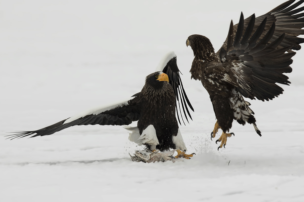 Steller's Sea-Eagle