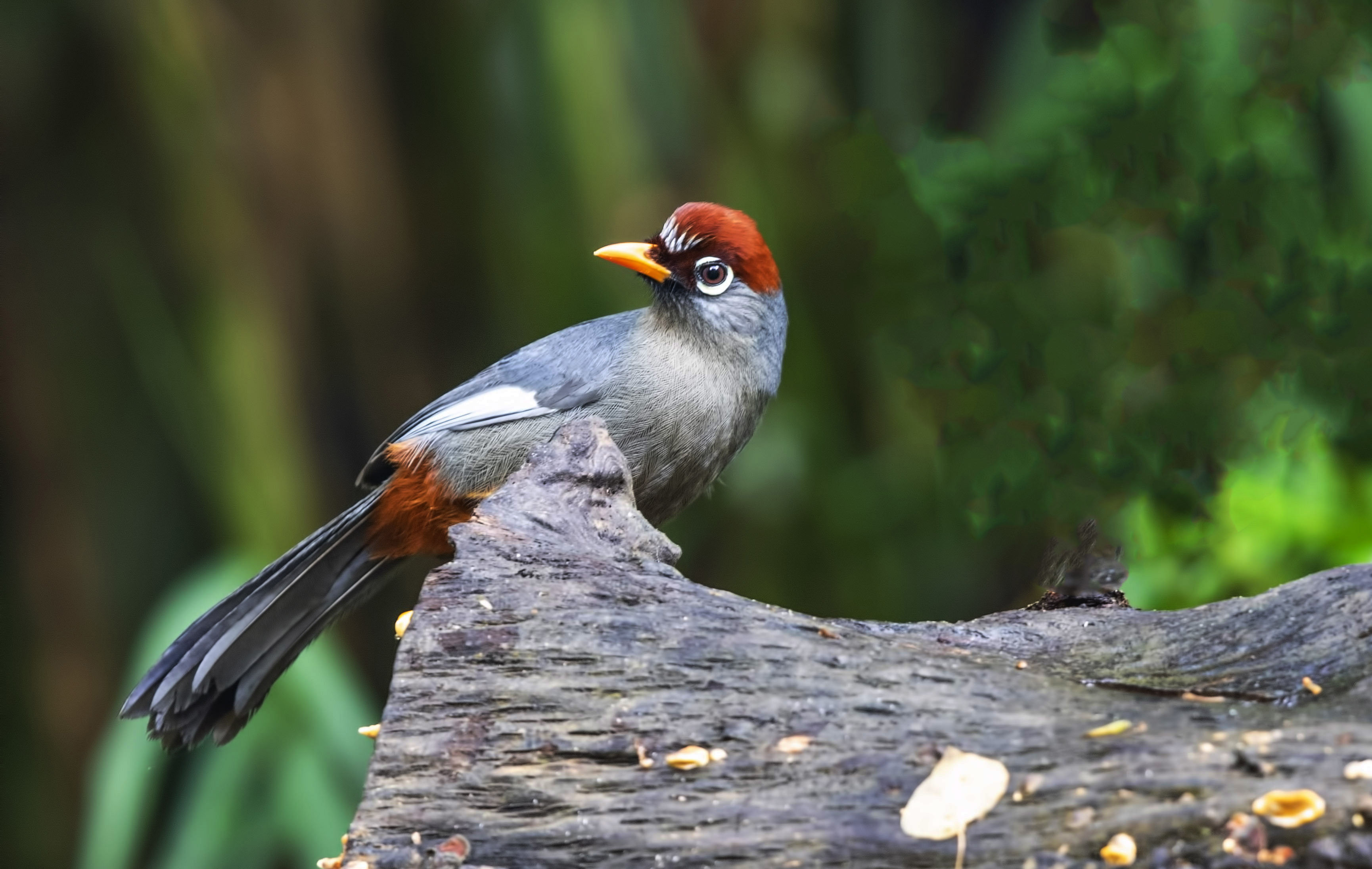 Chestnut-capped Thrush