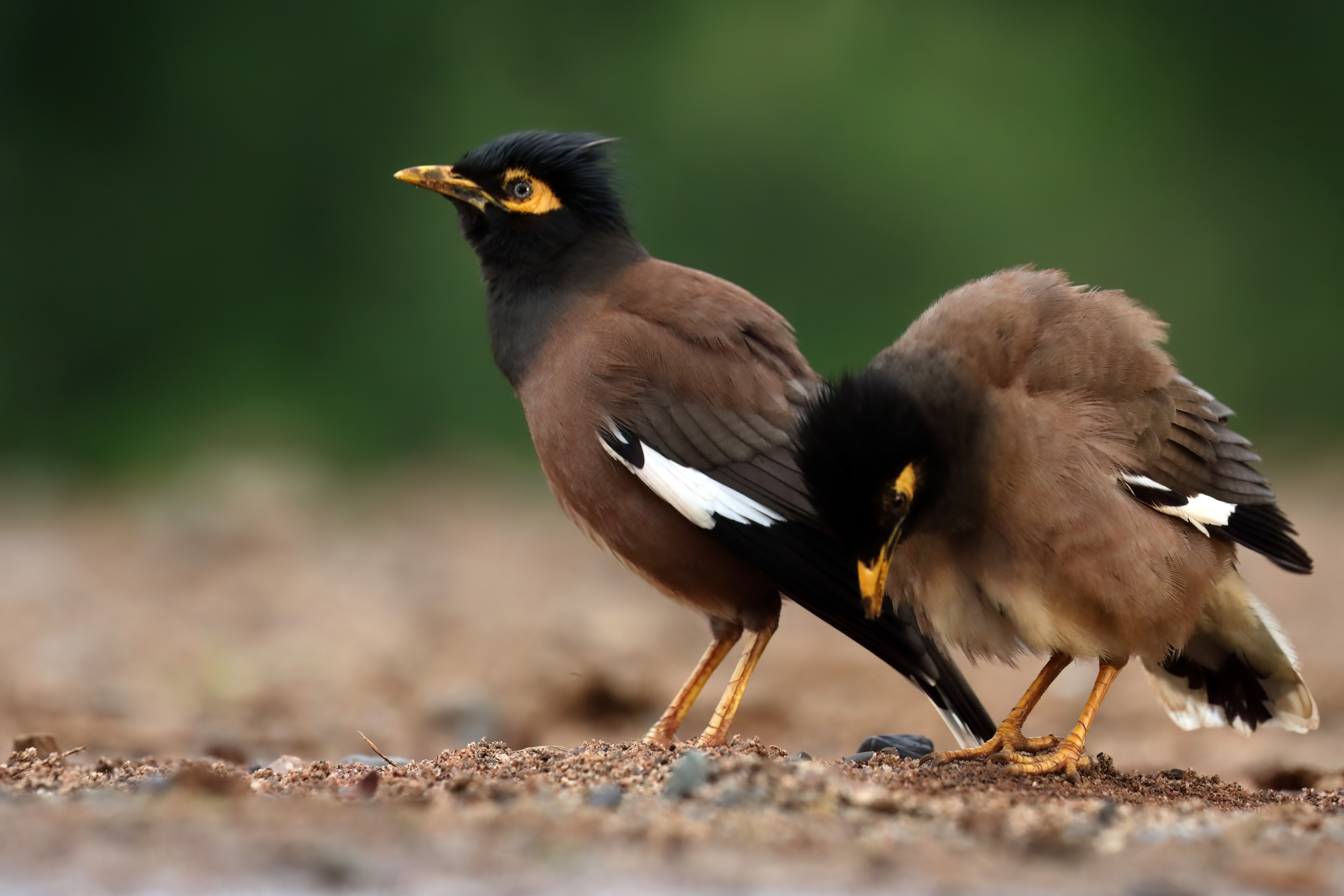 Common Myna
