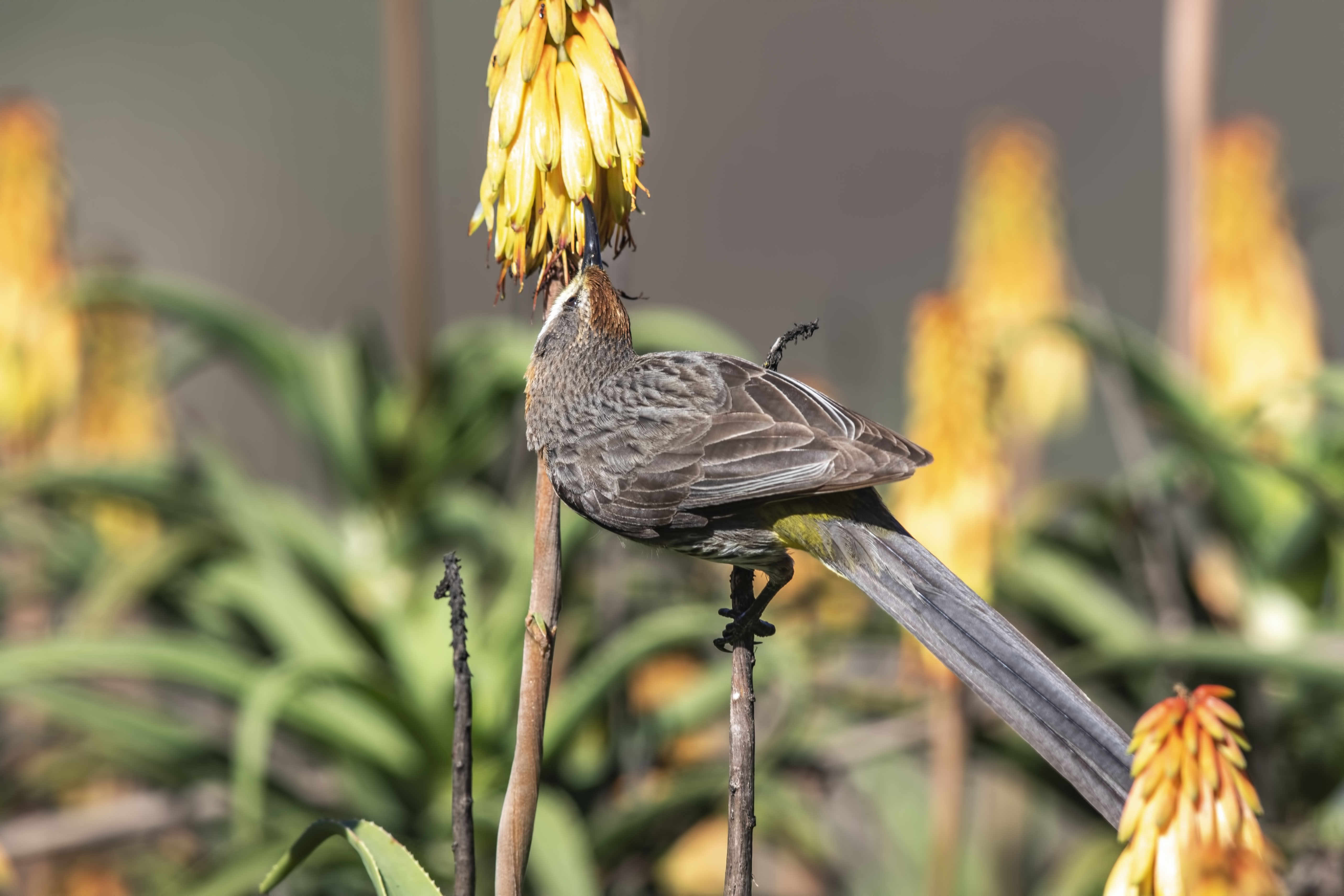 Cape Sugarbird
