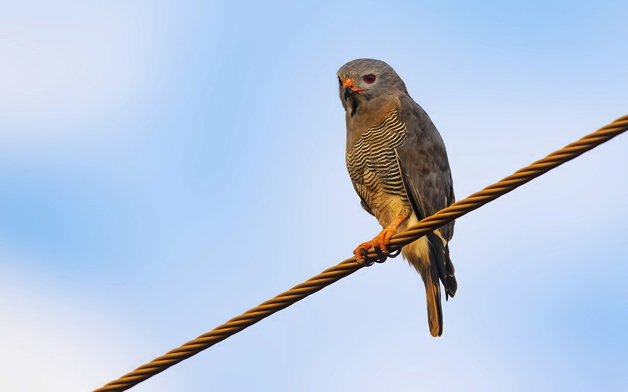Gray Kestrel