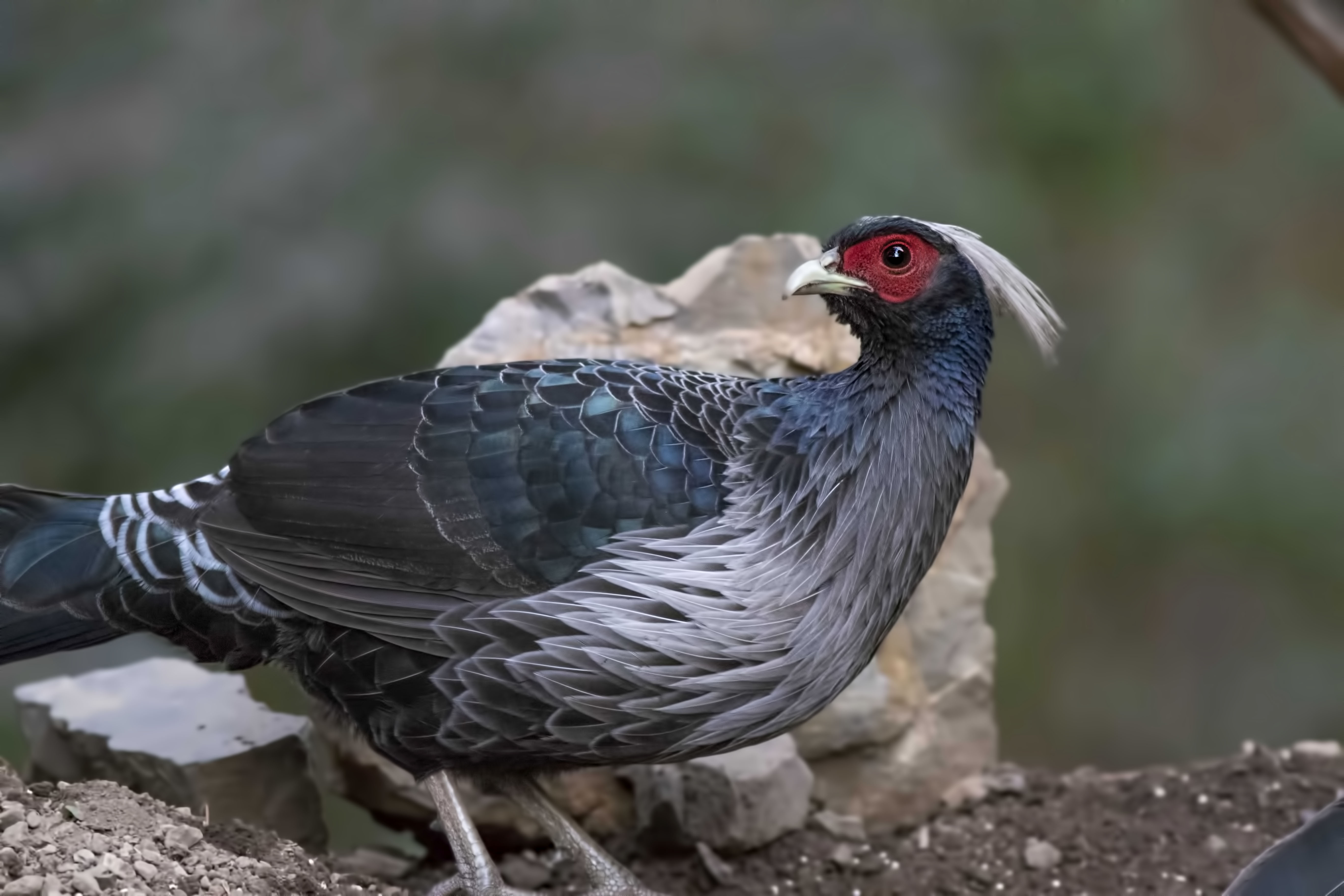 Kalij Pheasant