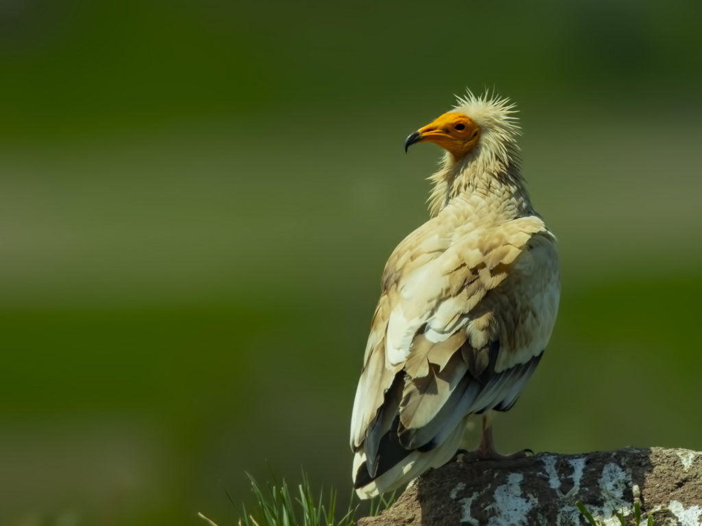 Egyptian Vulture