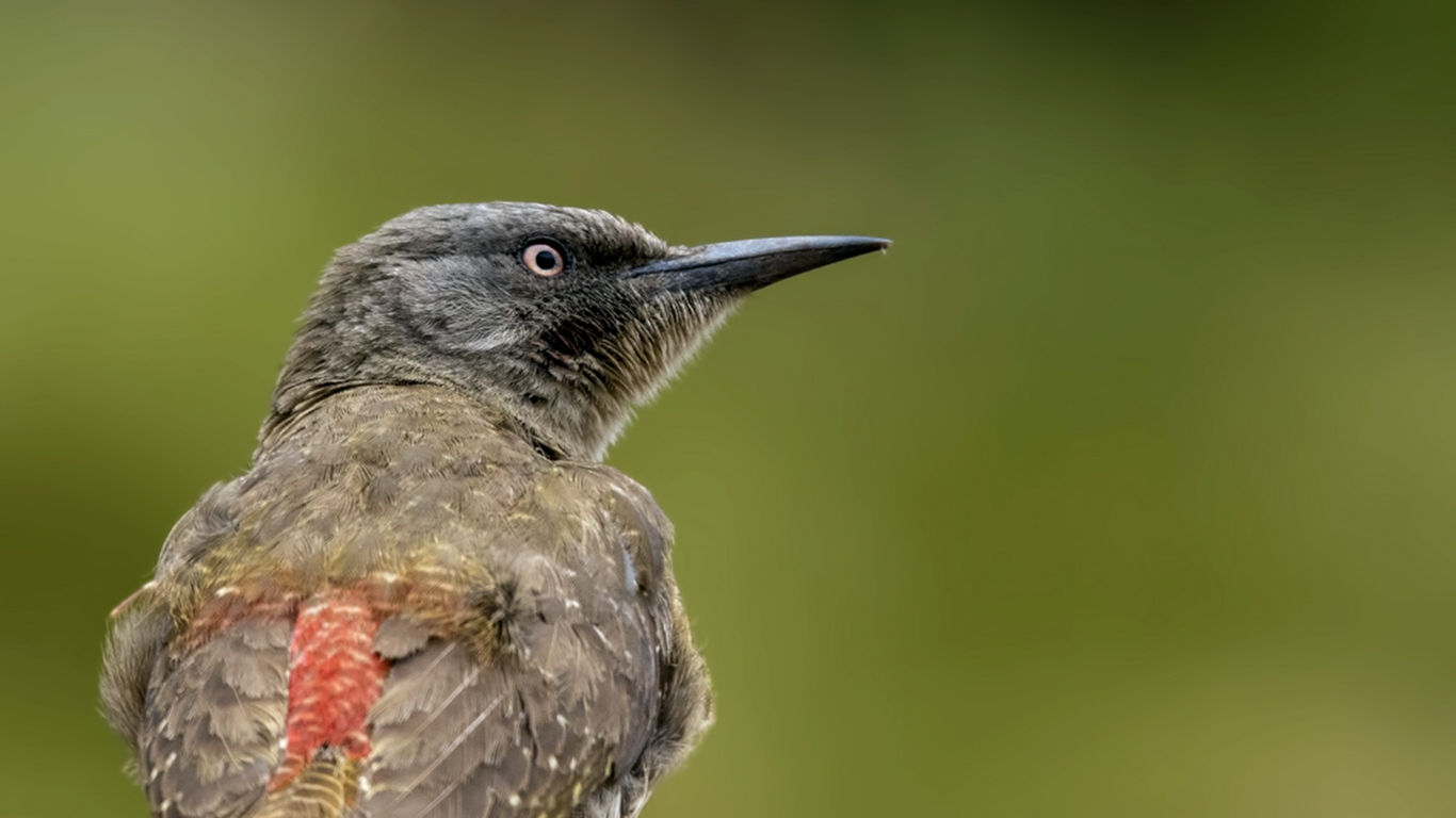 Ground Woodpecker