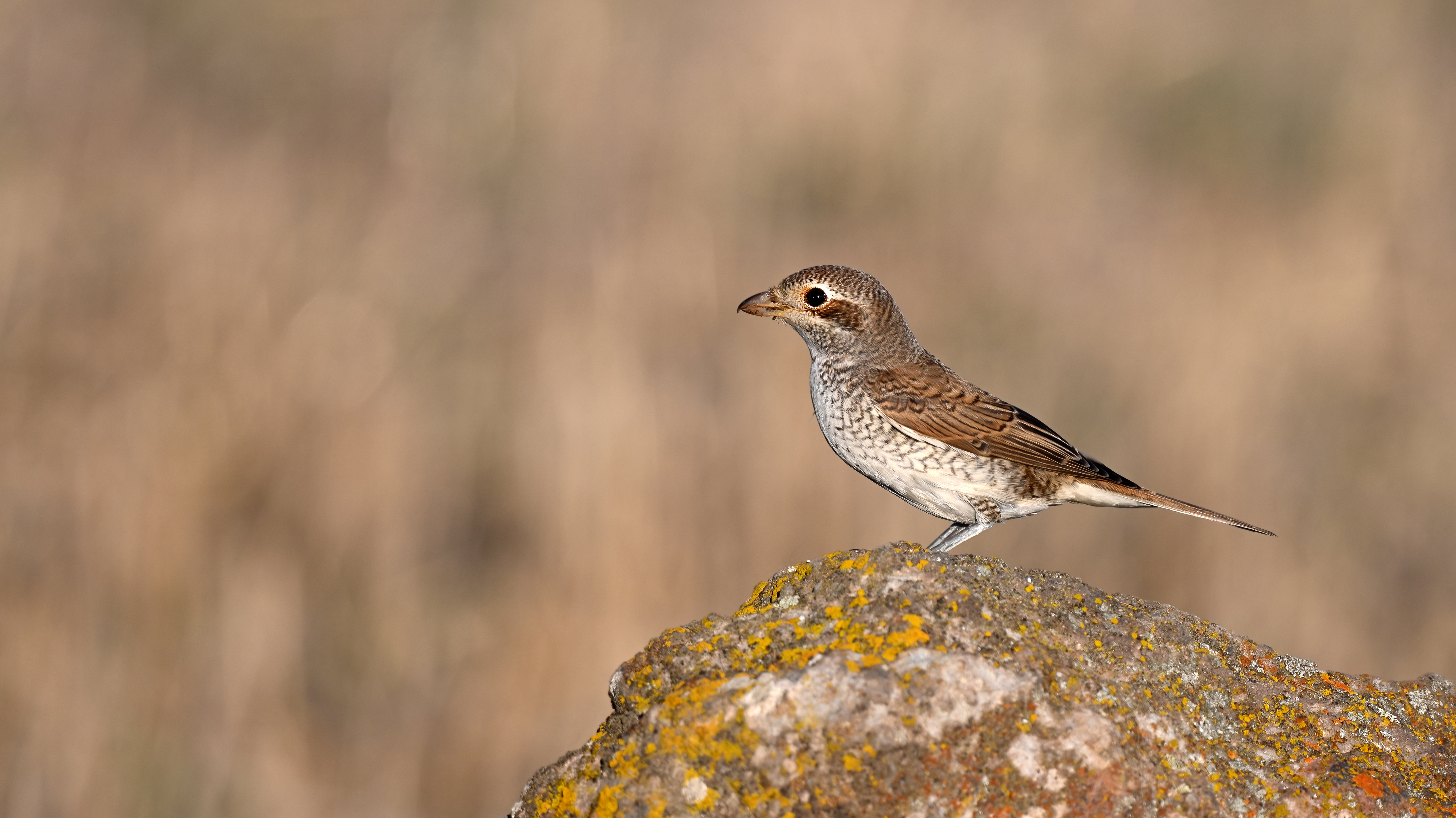 Red-backed Shrike