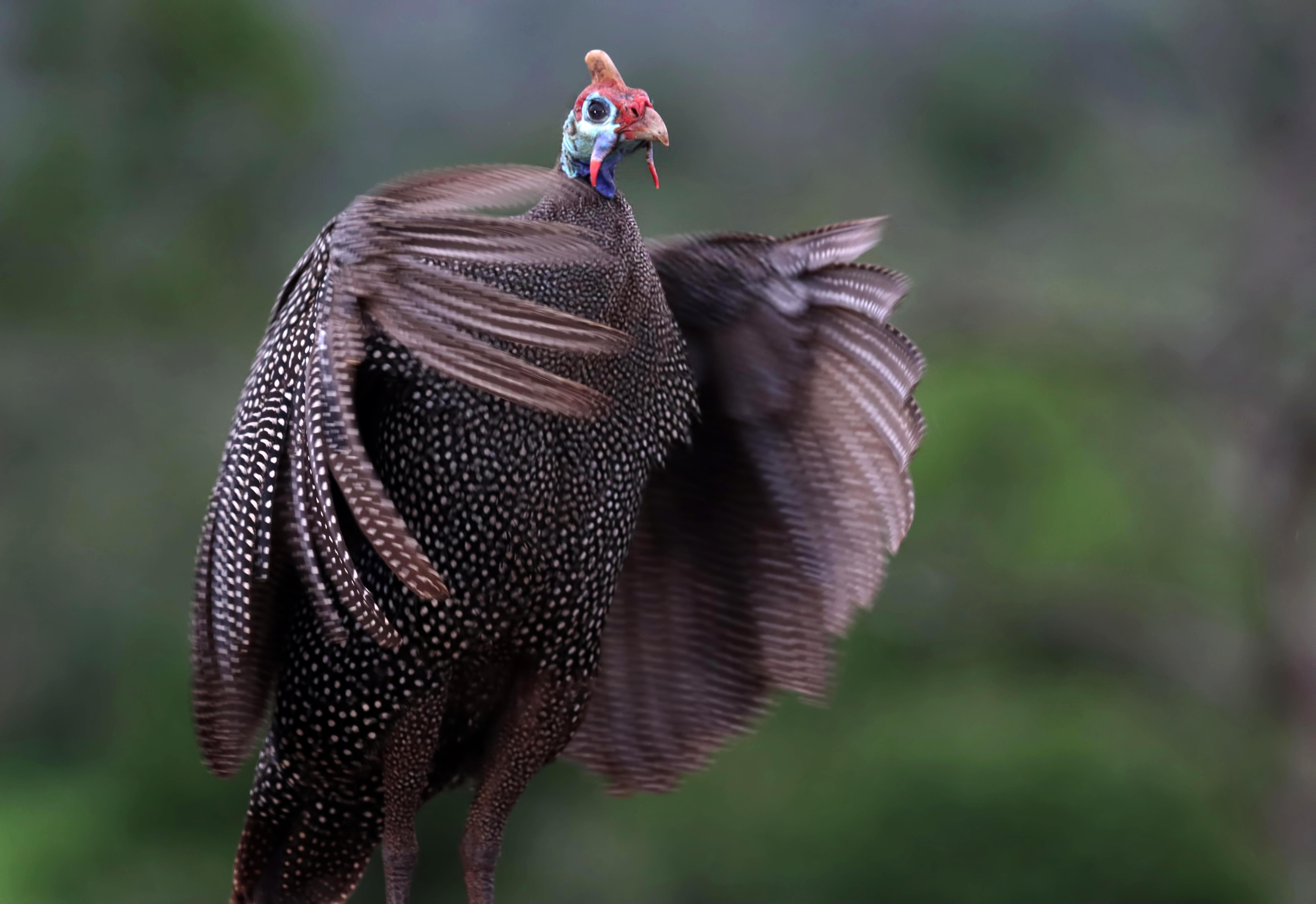 Helmeted Guineafowl
