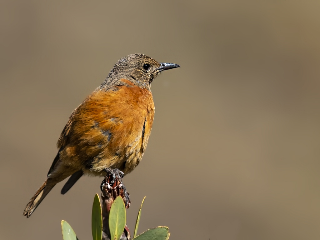 Cape Rock-Thrush