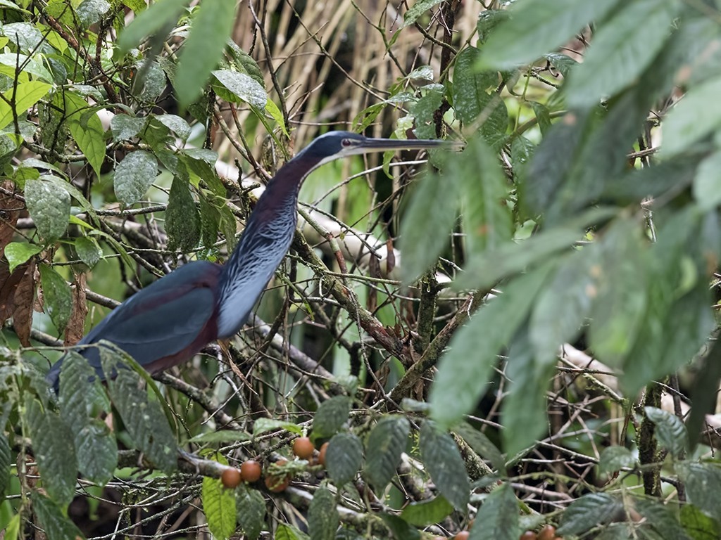 Agami Heron