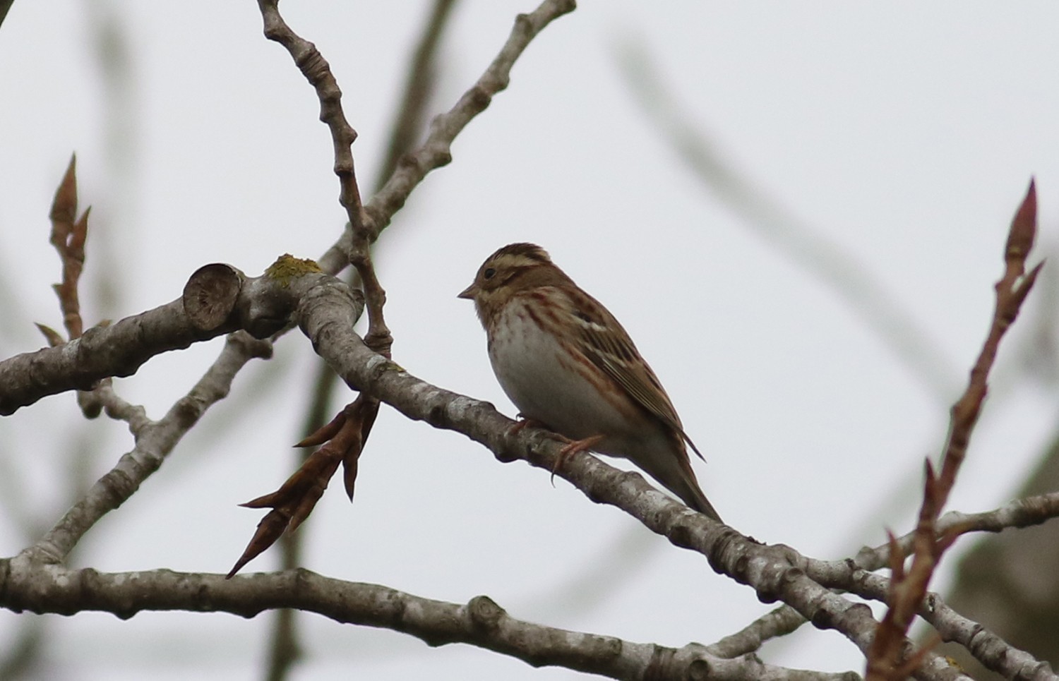 Rustic Bunting