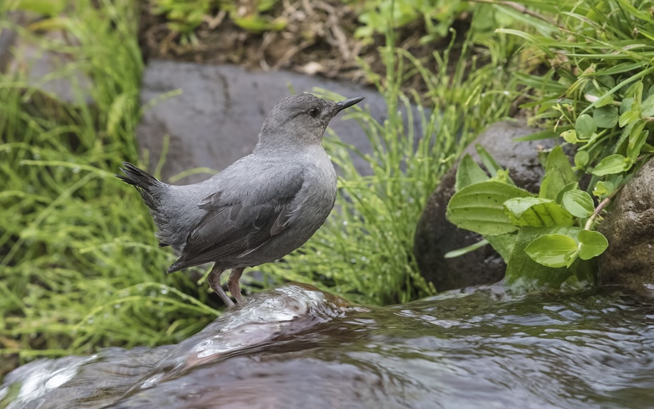 American Dipper