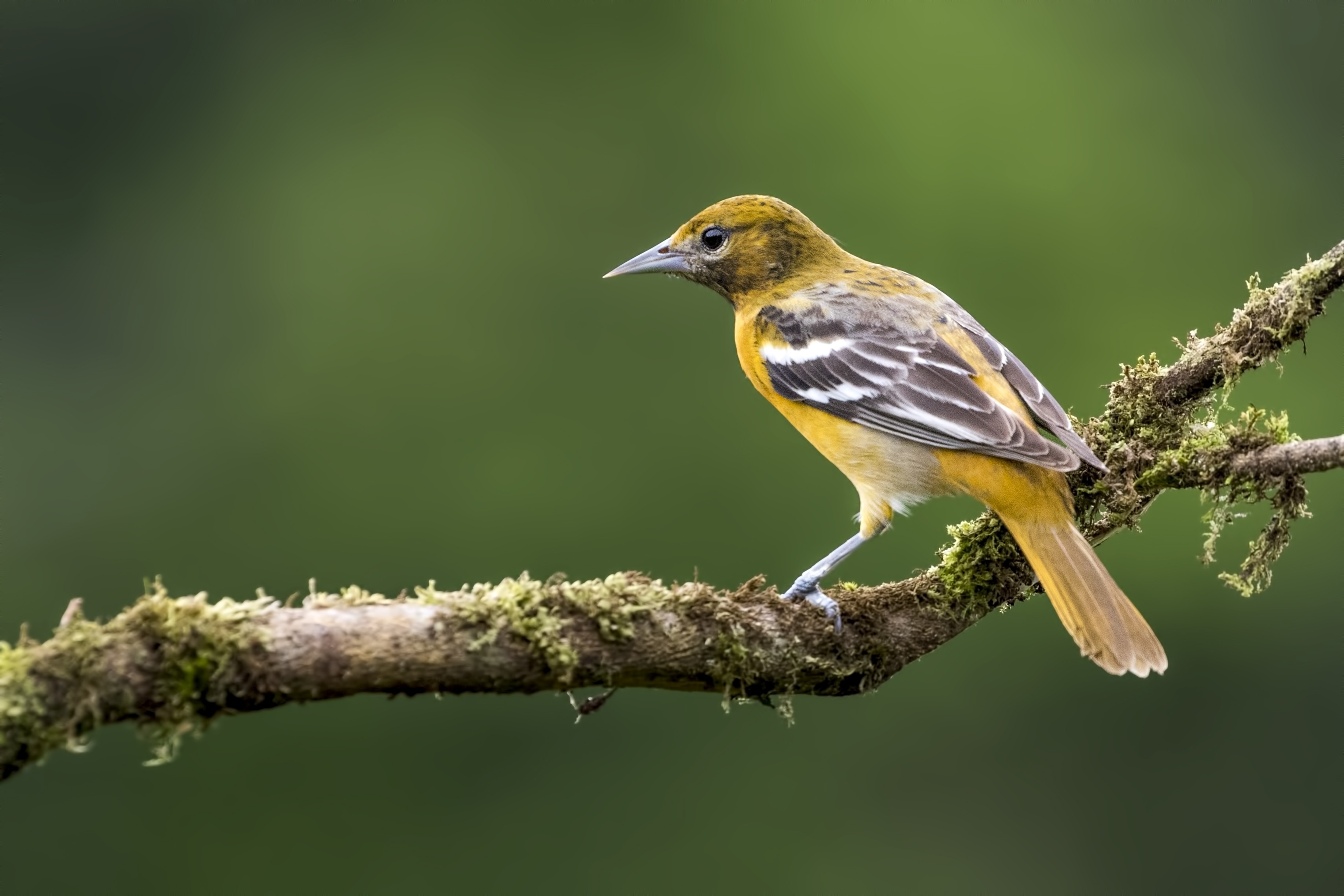 Baltimore Oriole