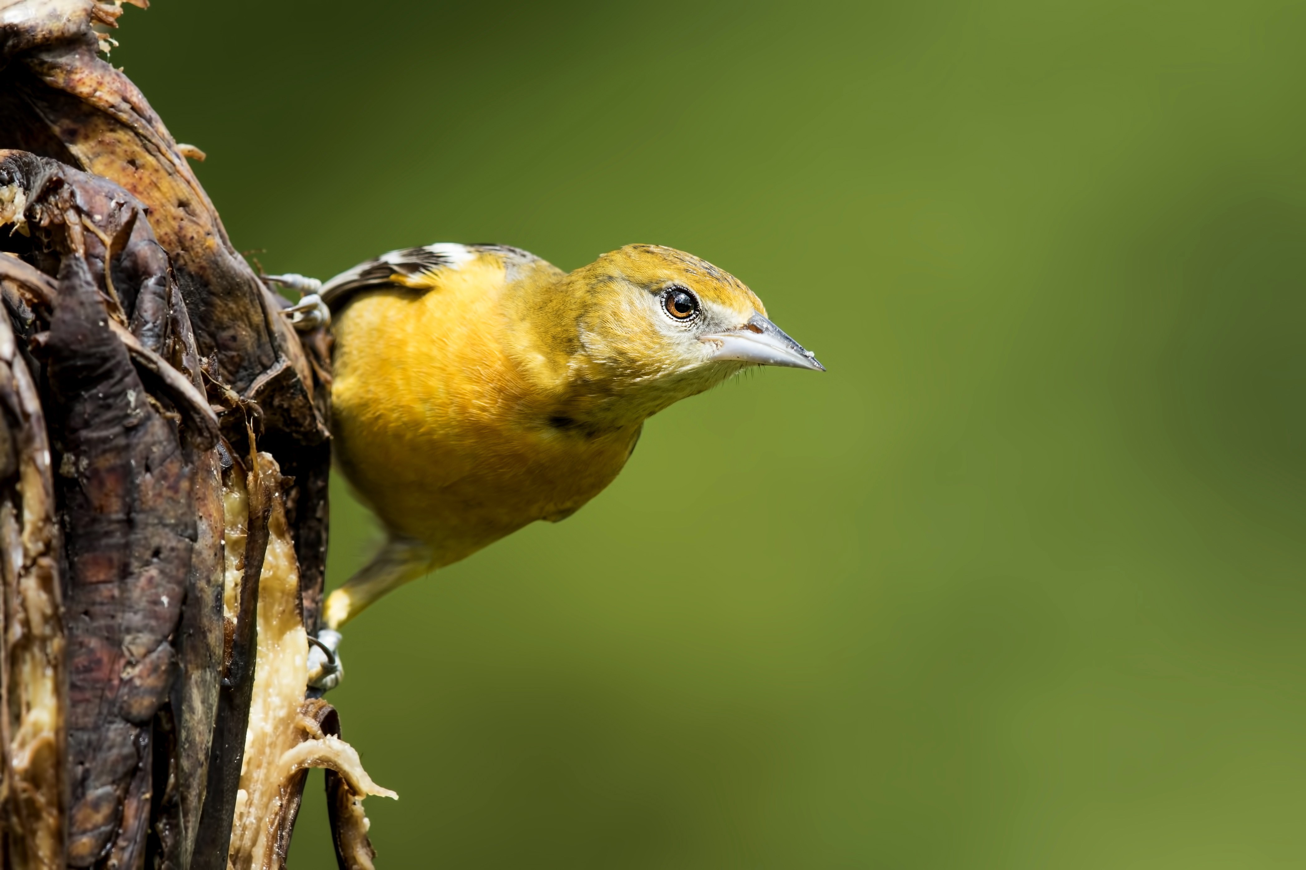 Baltimore Oriole — Ana fotoğraf