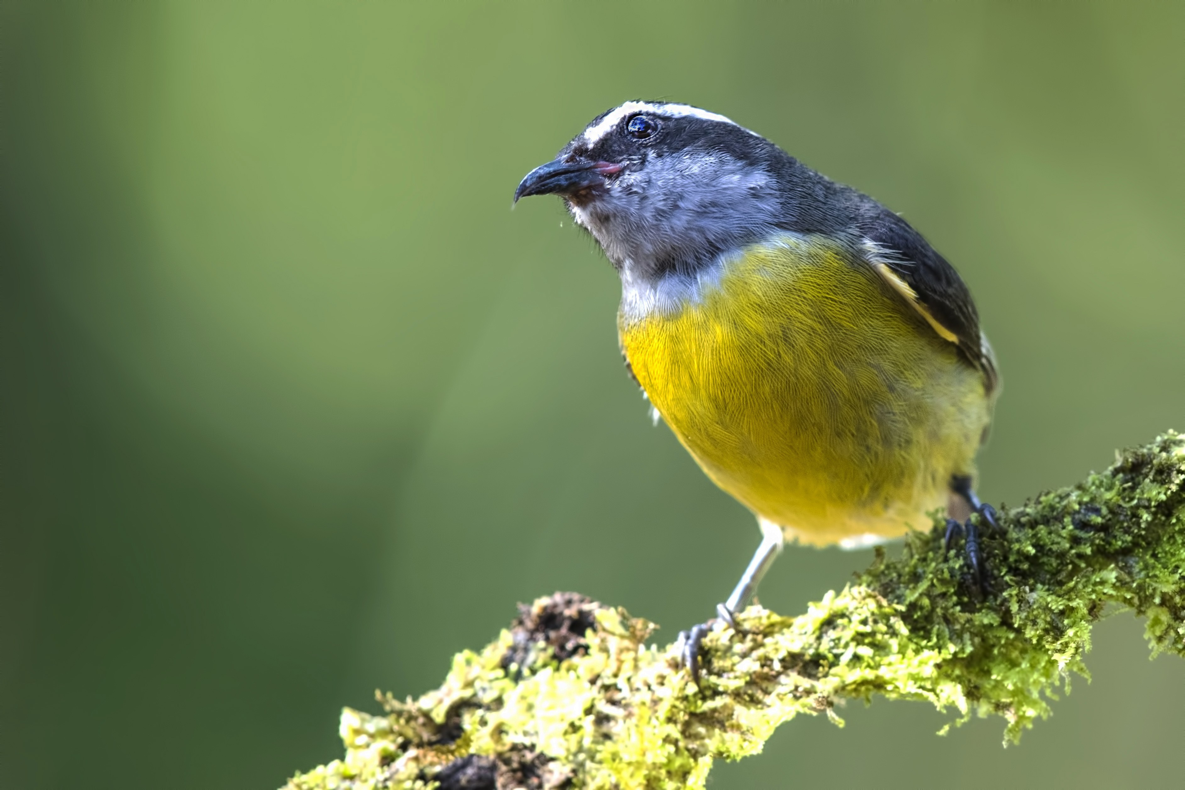 Bananaquit — Ana fotoğraf