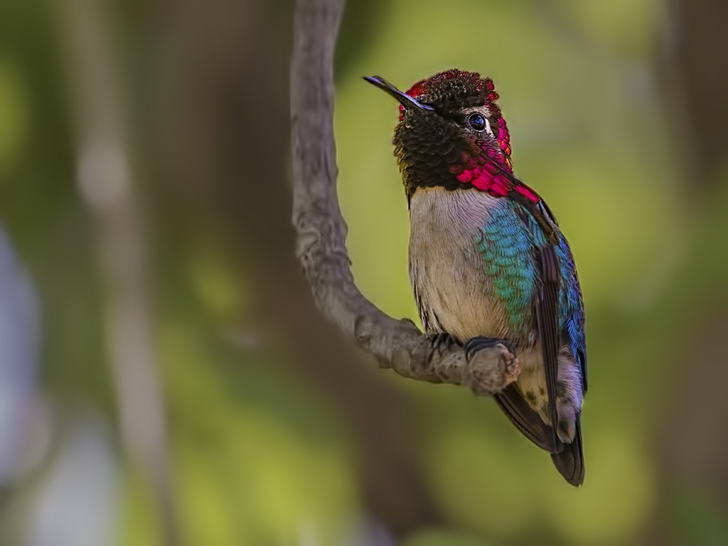 Bee Hummingbird — Ana fotoğraf