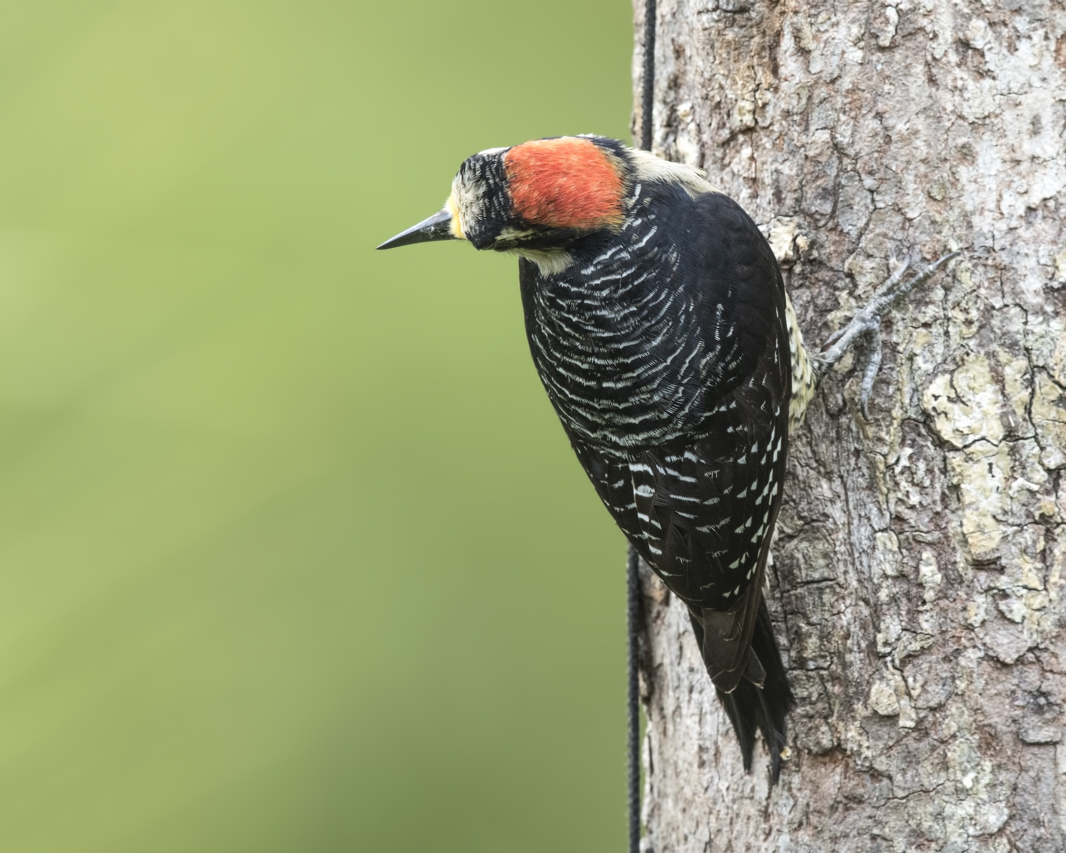Black-cheeked Woodpecker