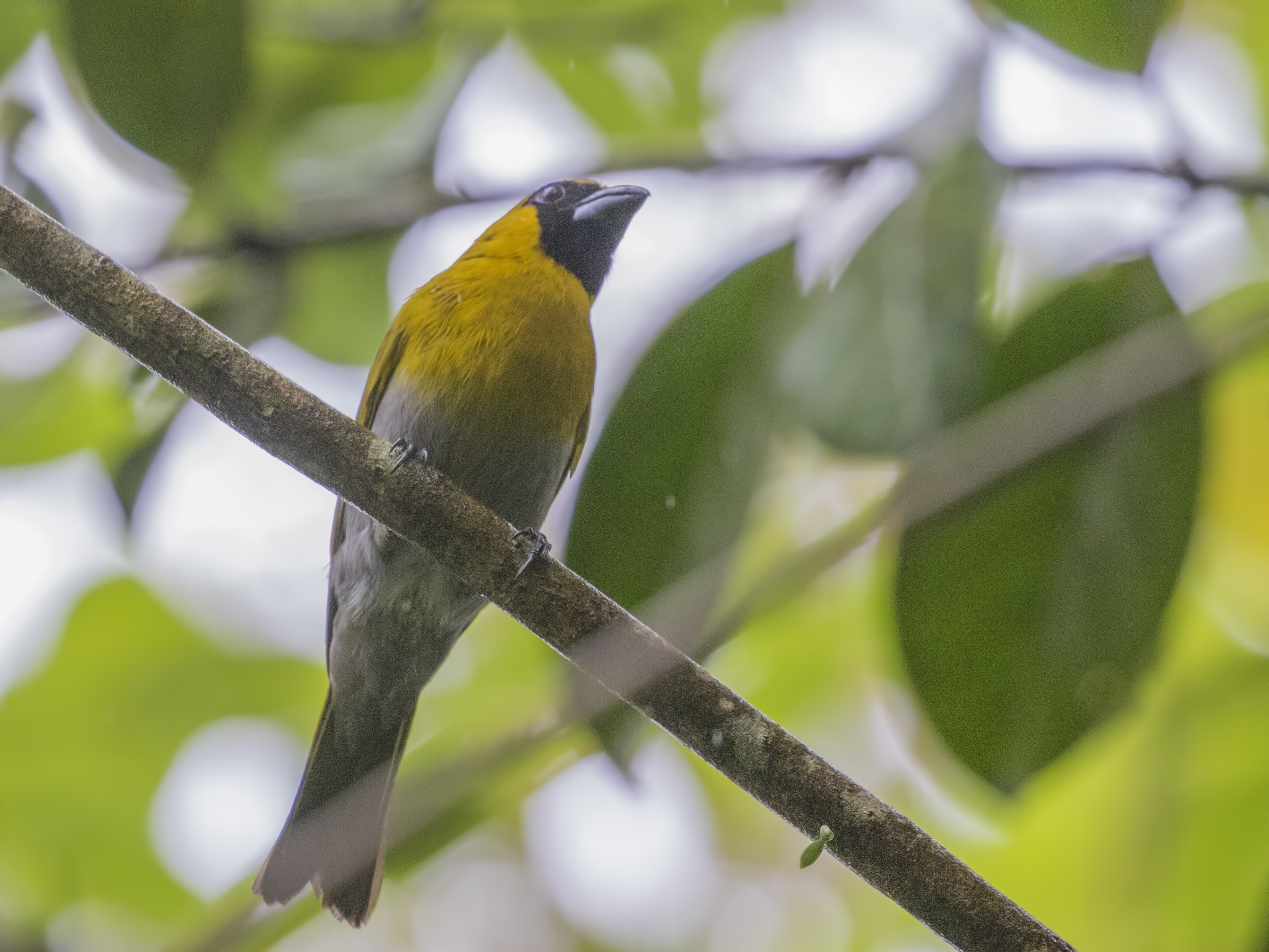 Black-faced Grosbeak