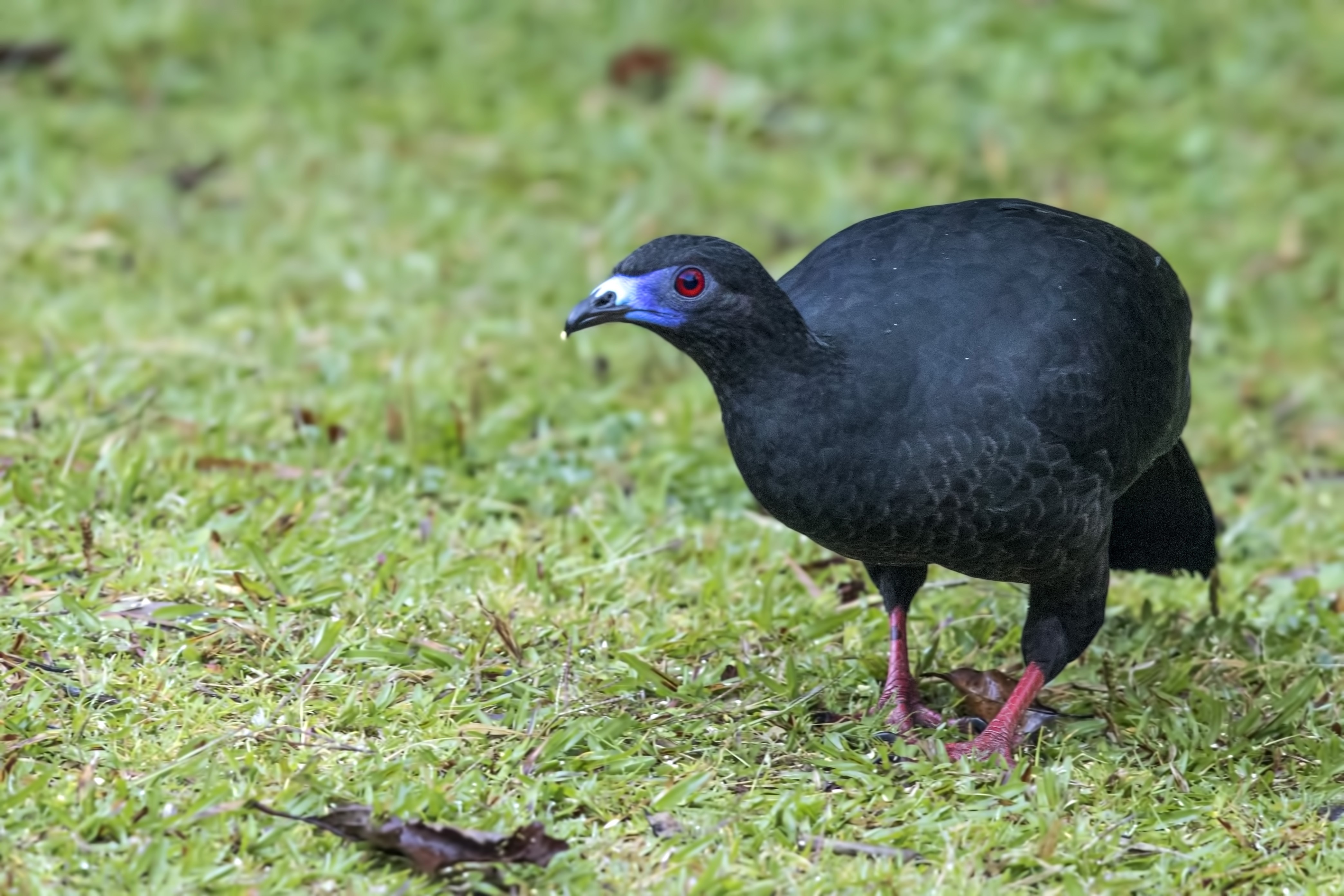 Black Guan
