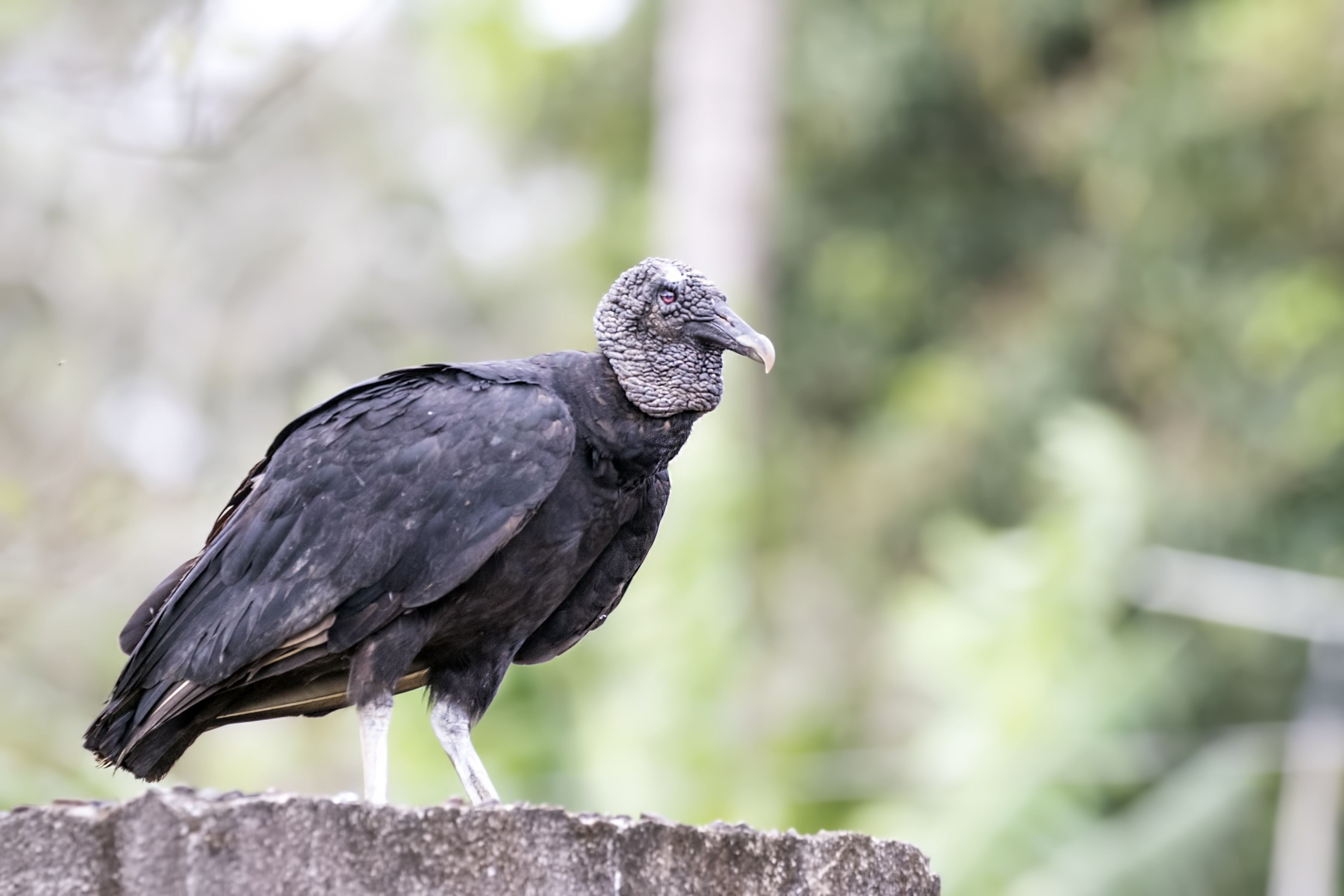 American Black Vulture