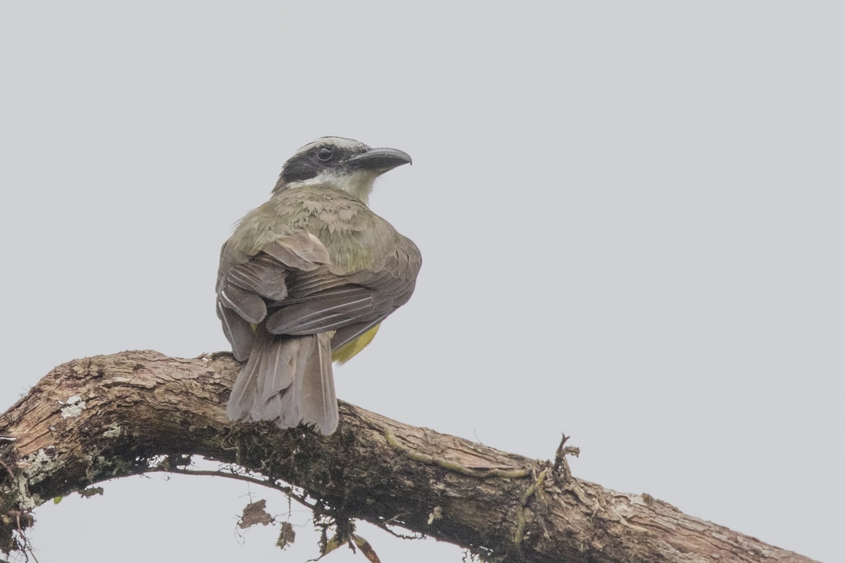 Boat-billed Flycatcher