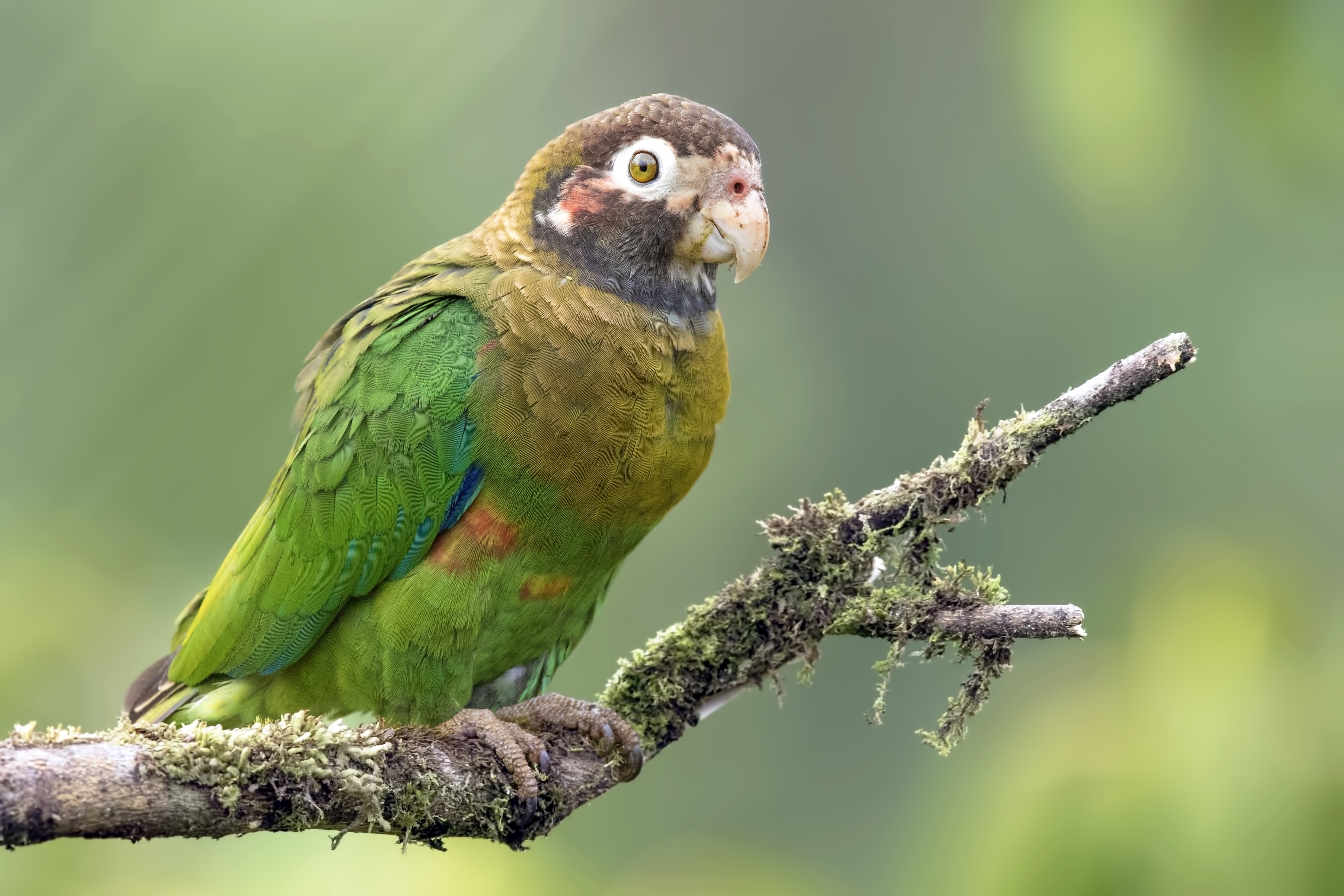 Brown-hooded Parrot