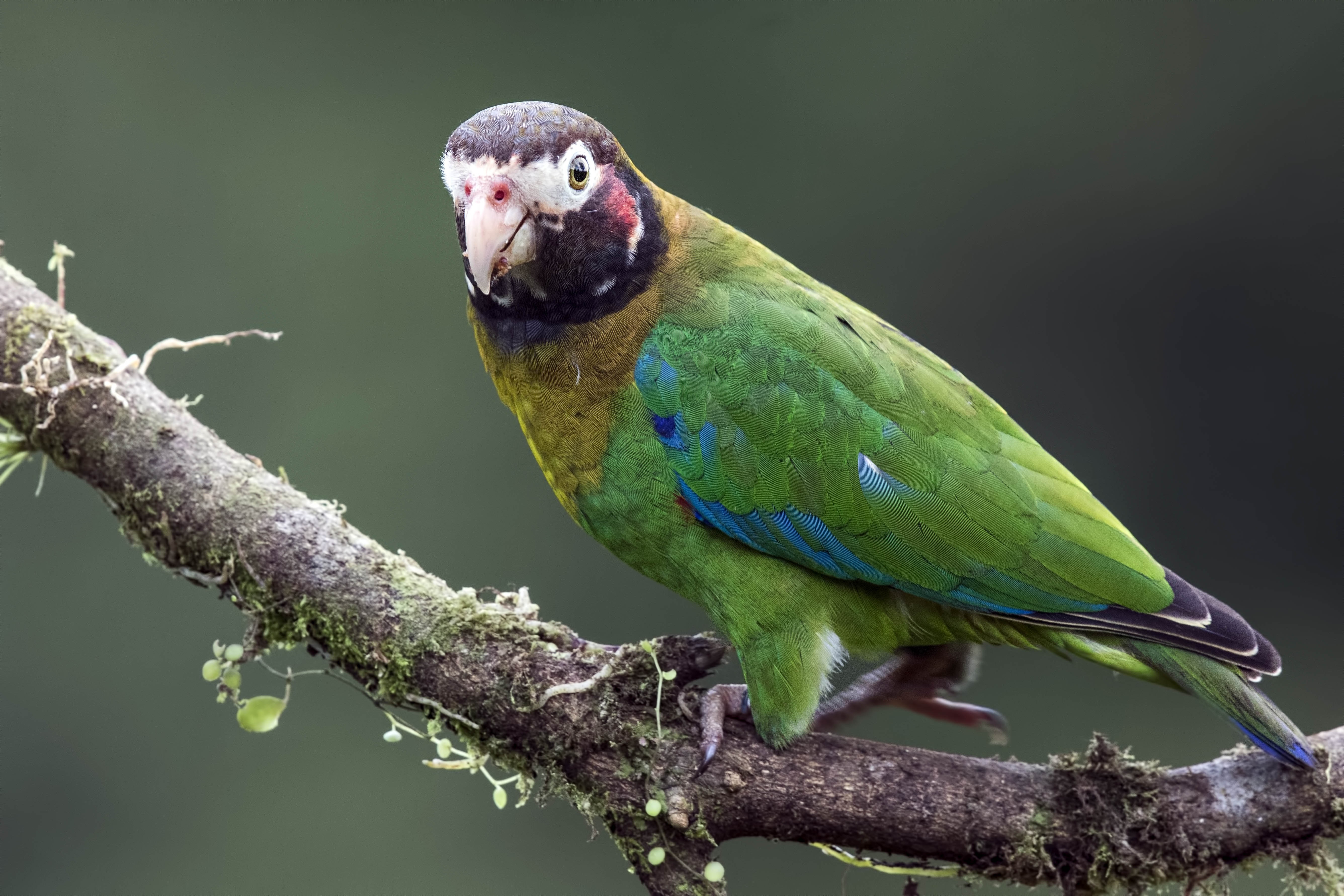 Brown-hooded Parrot
