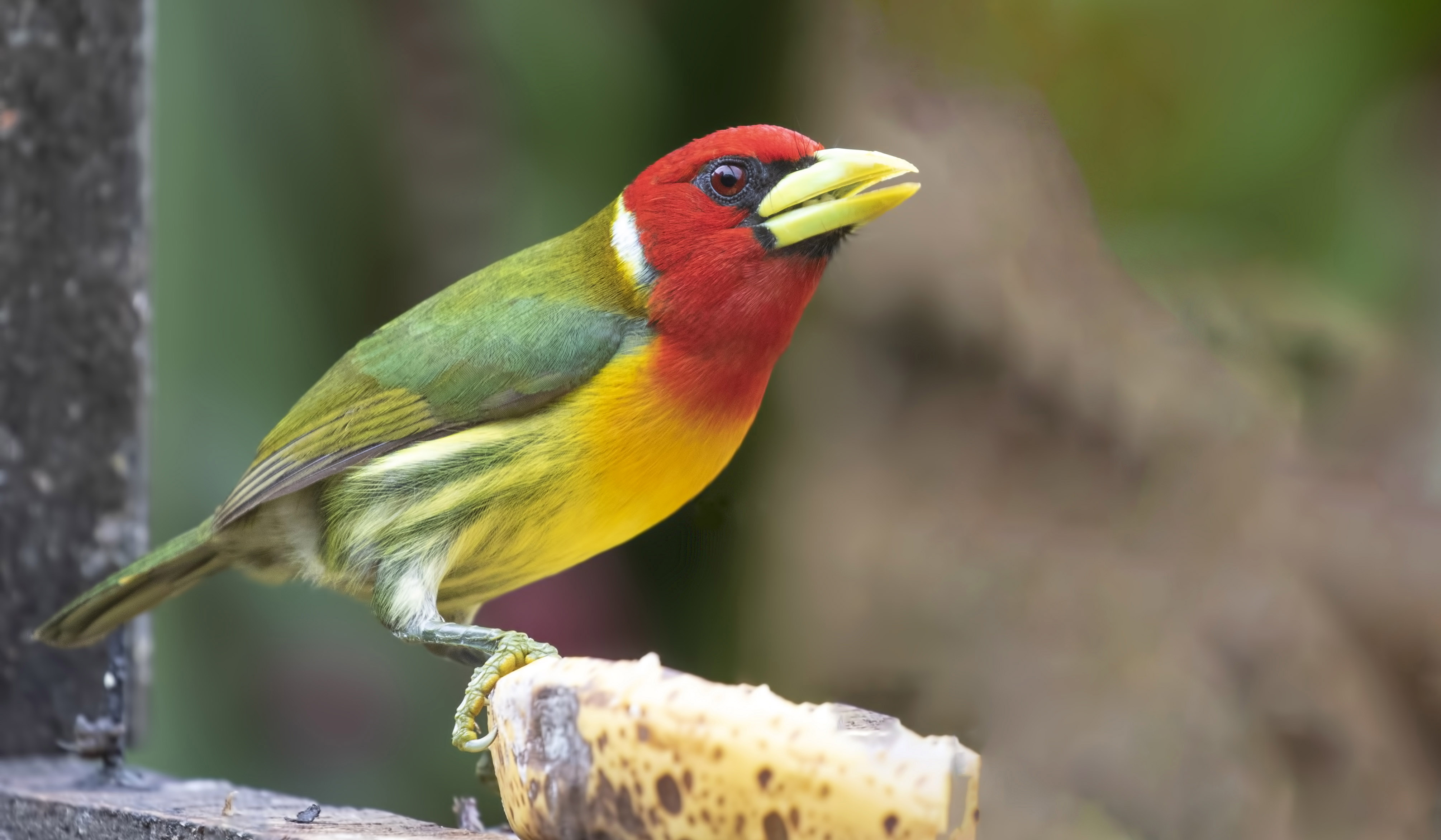 Red-headed Barbet — Ana fotoğraf