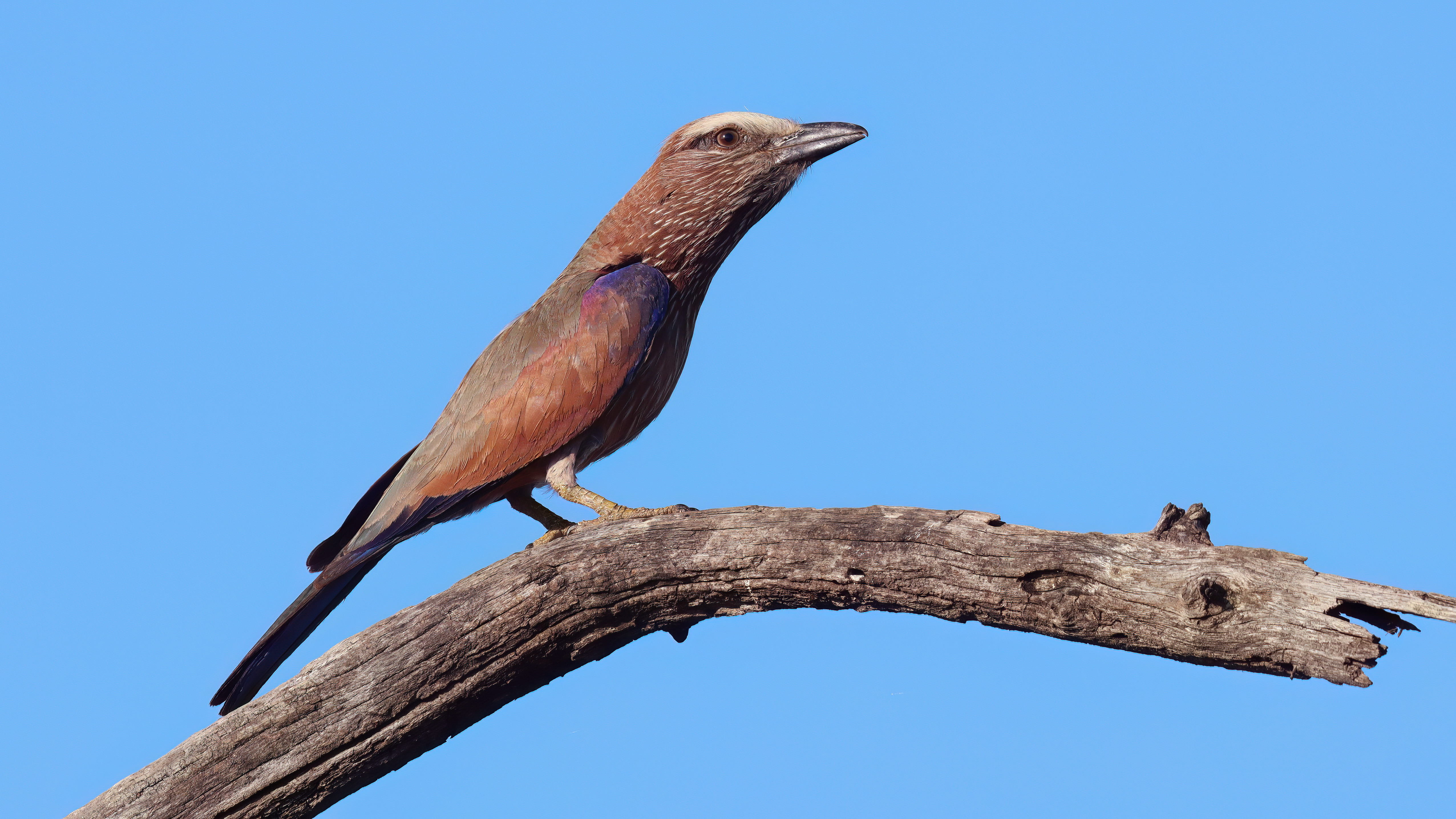Rufous-crowned Roller