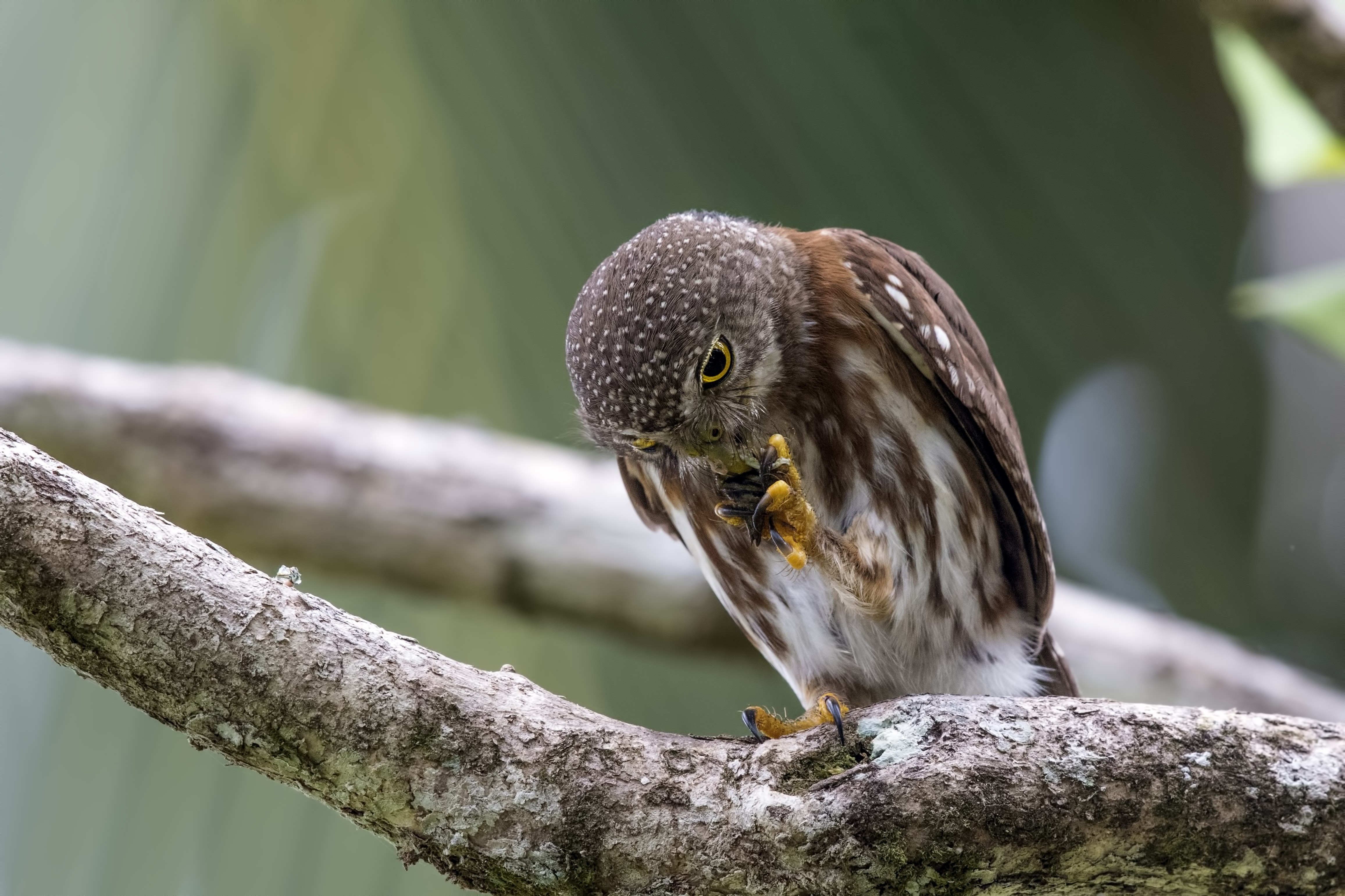 Central American Pygmy-owl — Ana fotoğraf