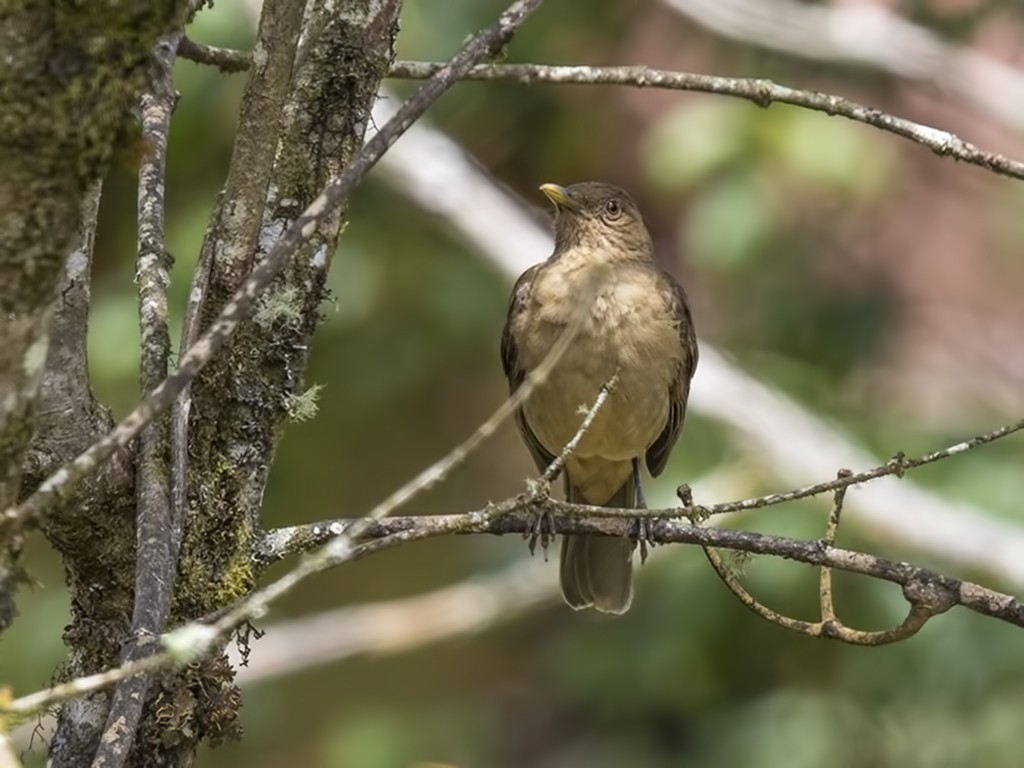 Clay-colored Thrush — Ana fotoğraf