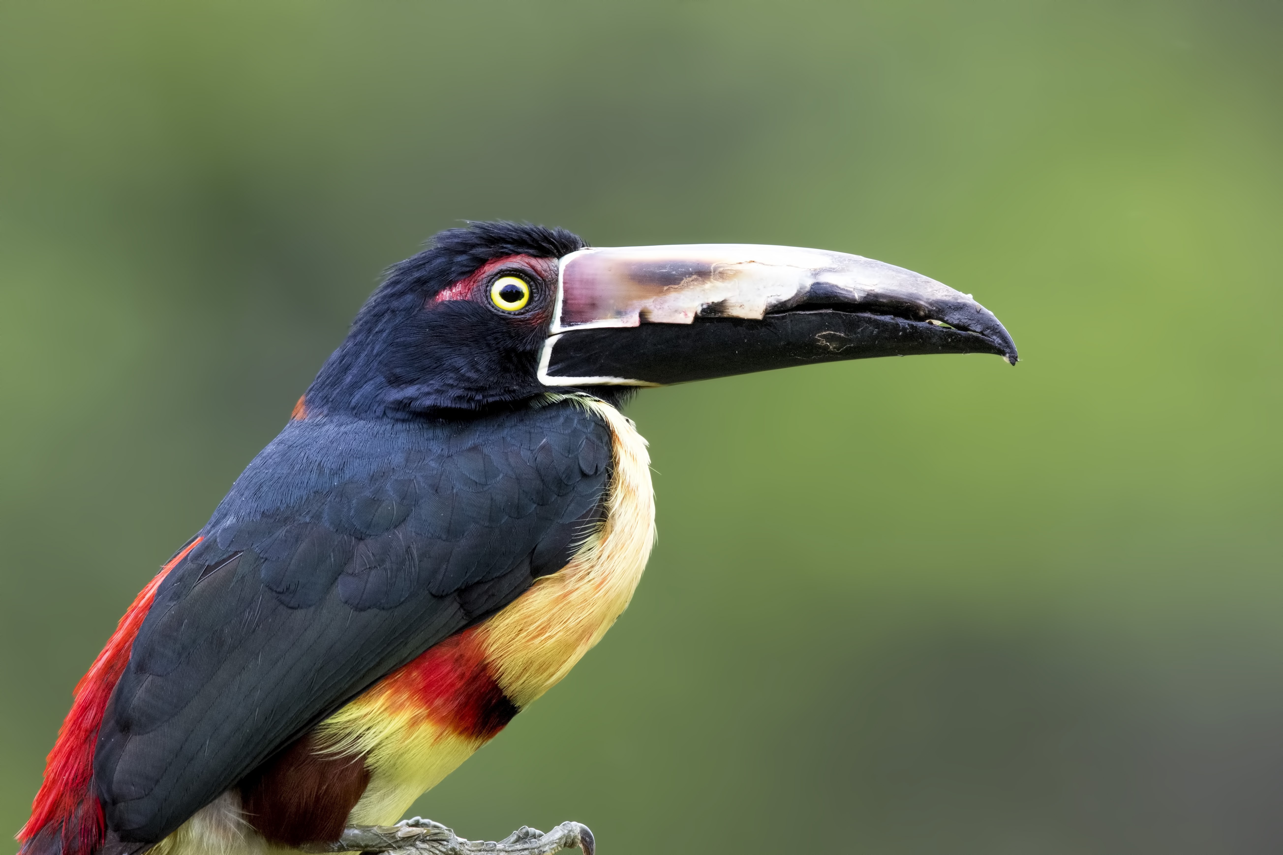 Collared Araçari — Ana fotoğraf