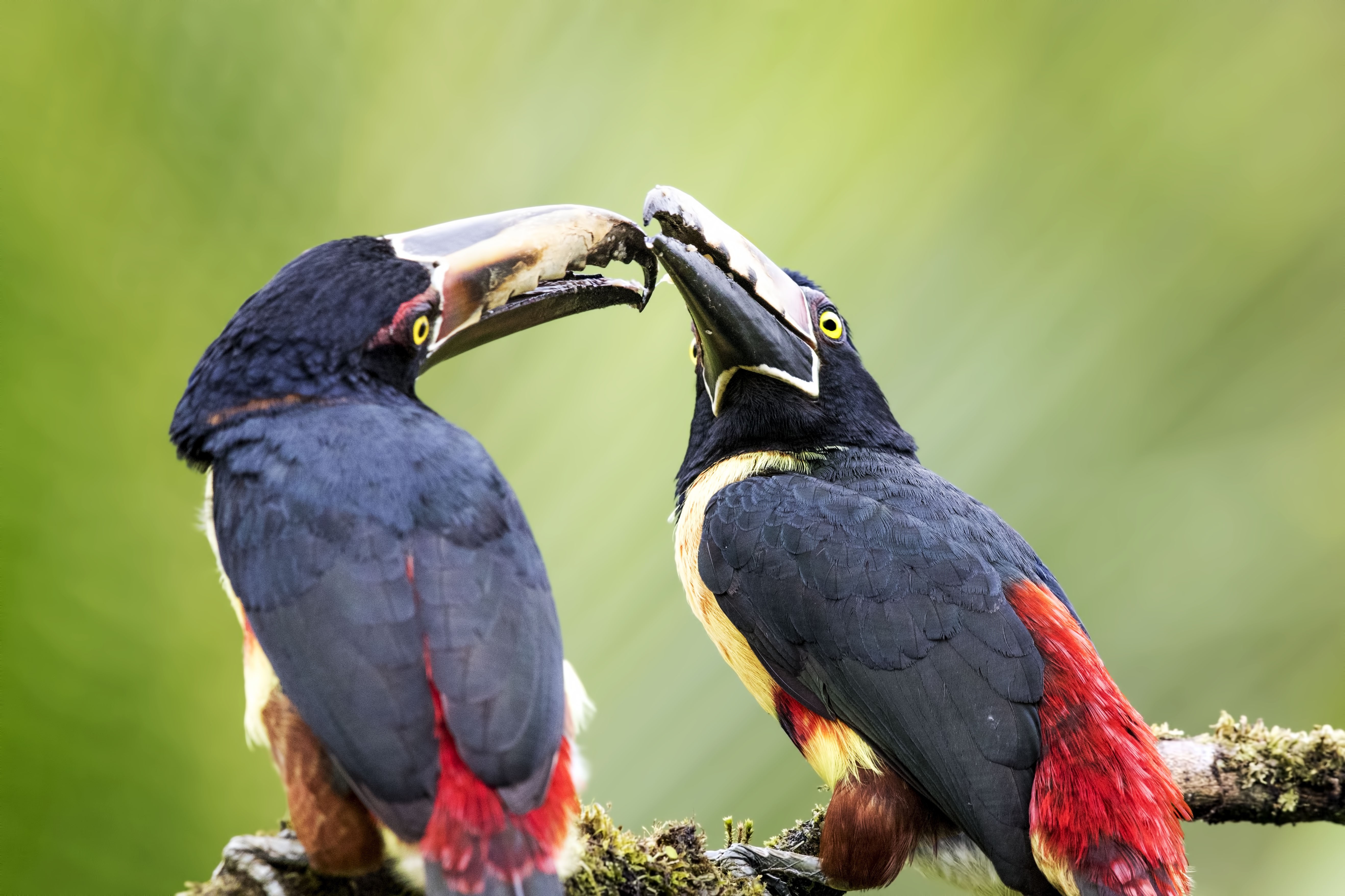 Collared Araçari — Ana fotoğraf