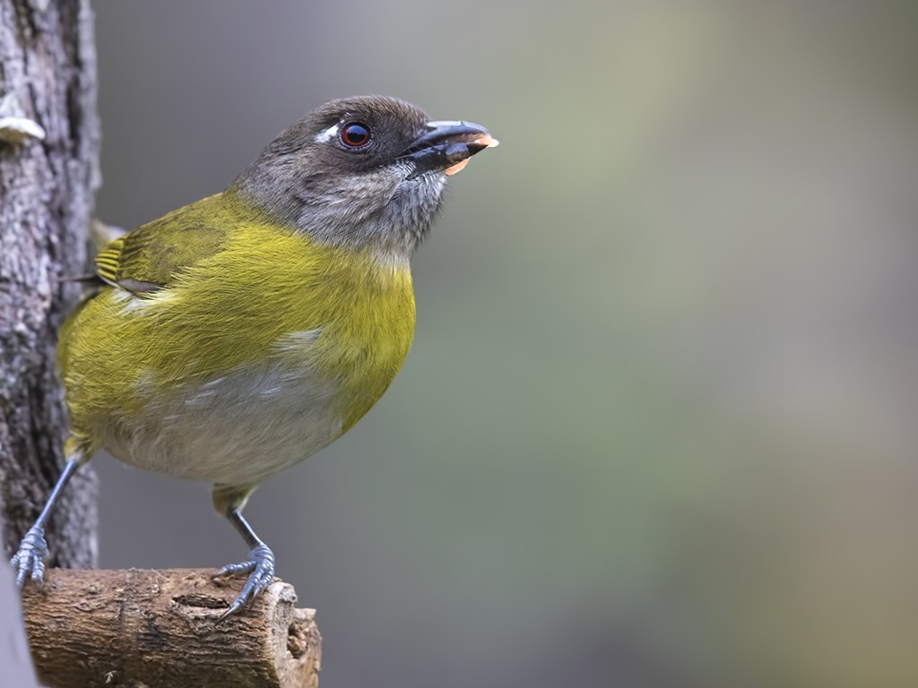 Common Bush-tanager — Ana fotoğraf