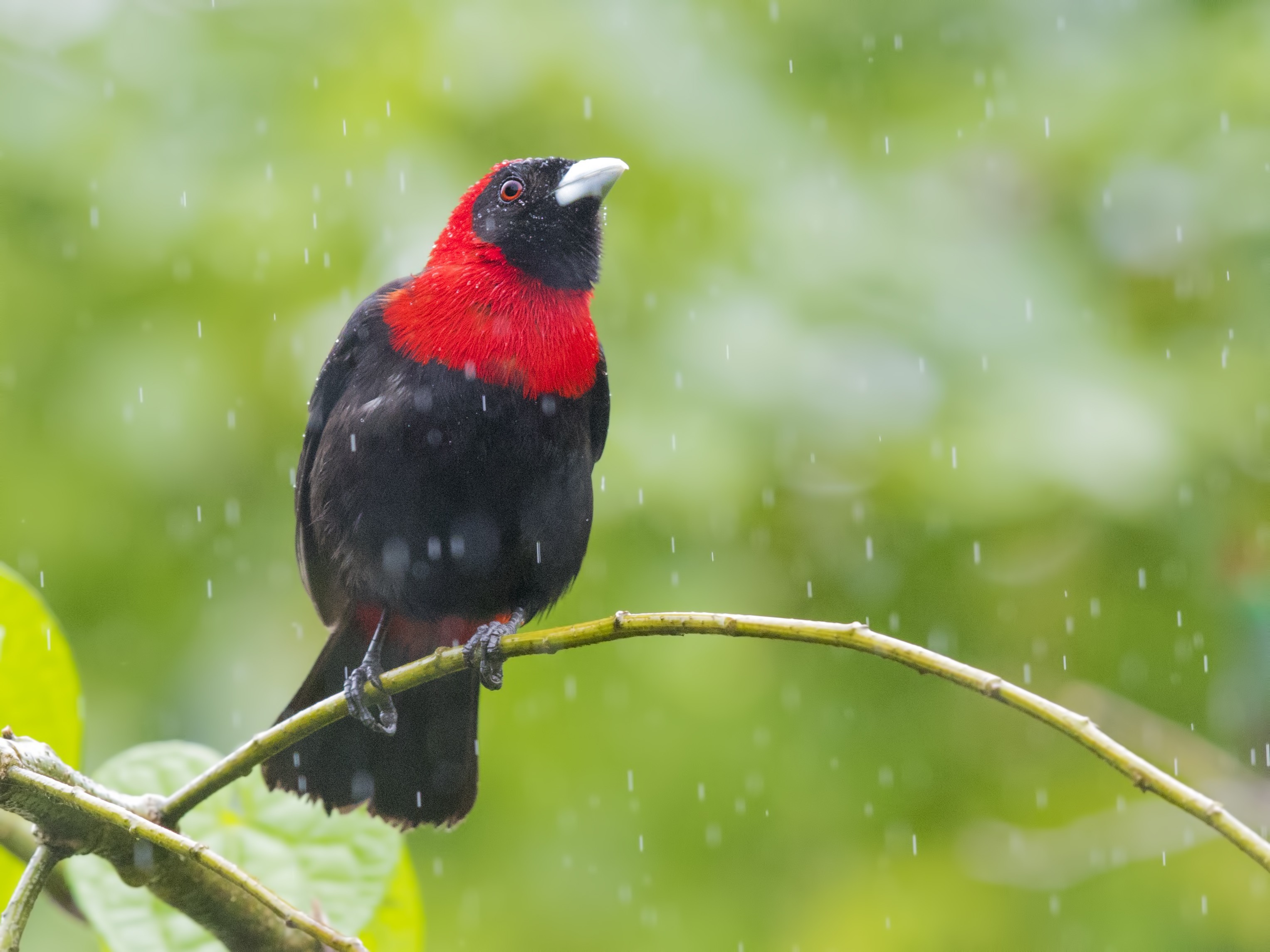 Crimson-collared Tanager — Ana fotoğraf
