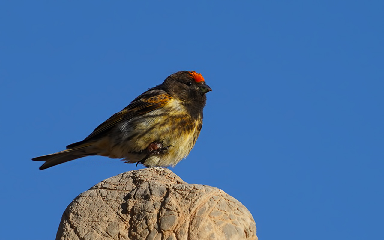 Fire-fronted Serin