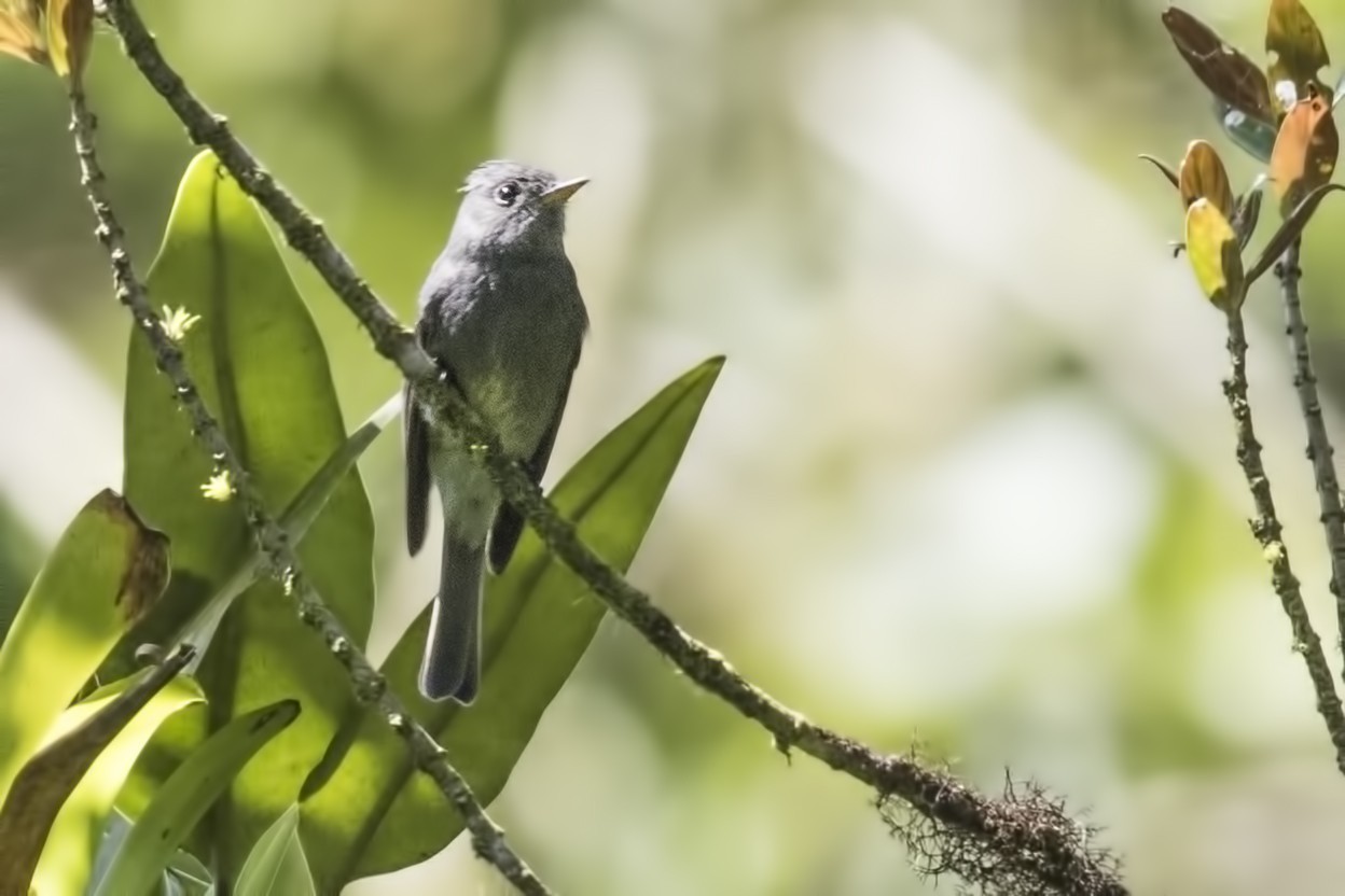 Dark Pewee — Ana fotoğraf