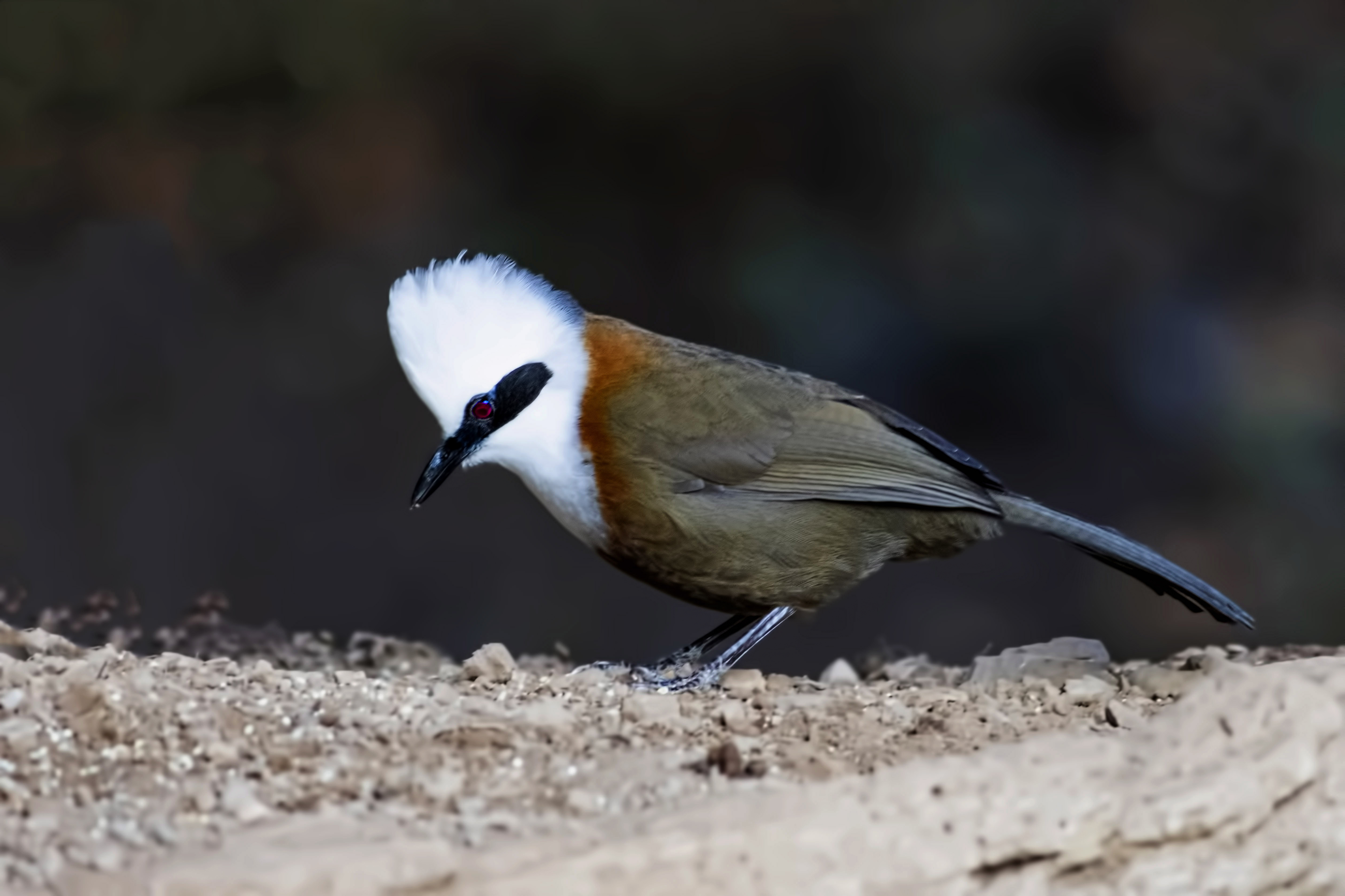 White-crested Laughingthrush