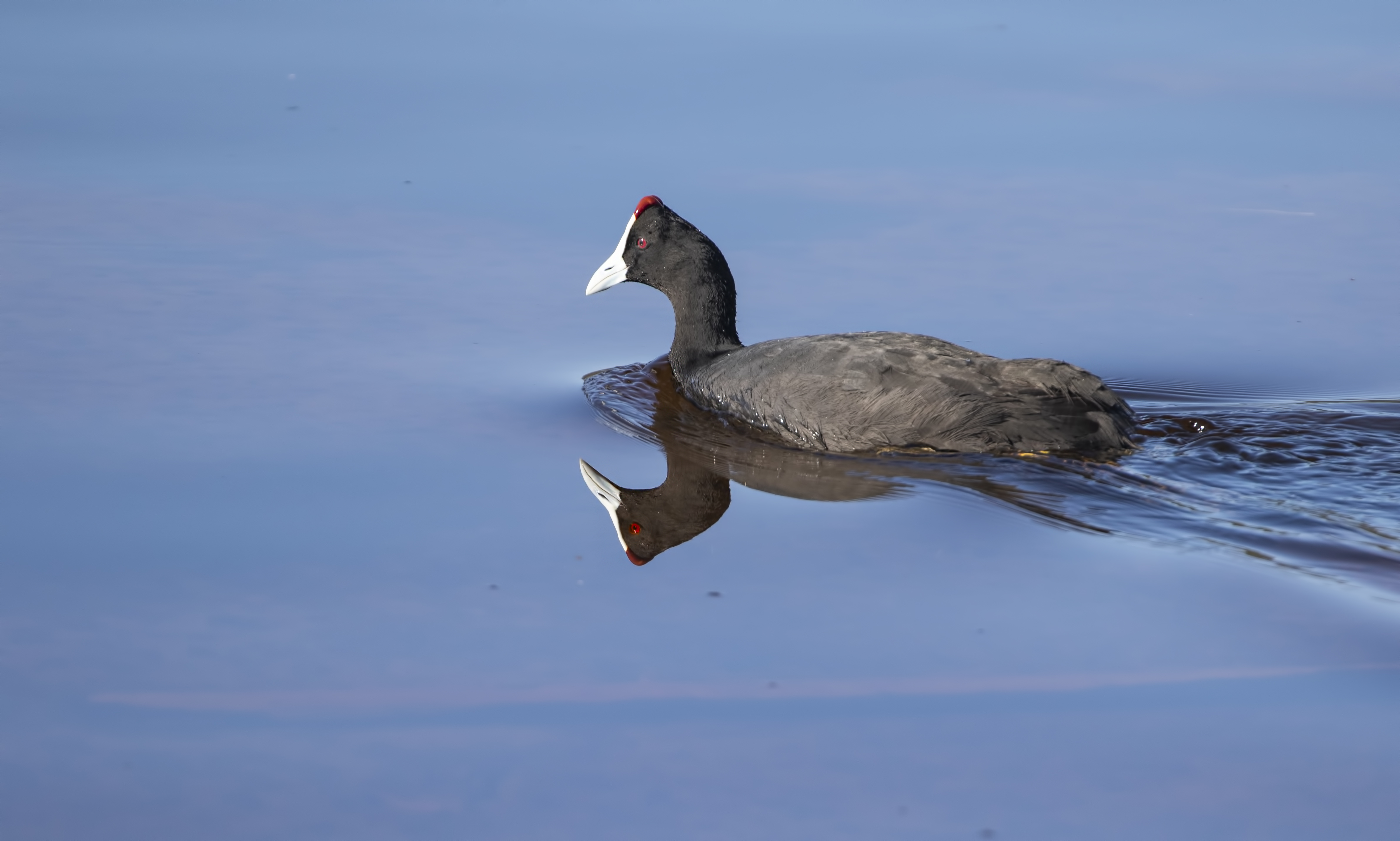 Red-knobbed Coot