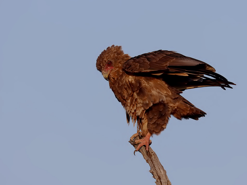 Bateleur