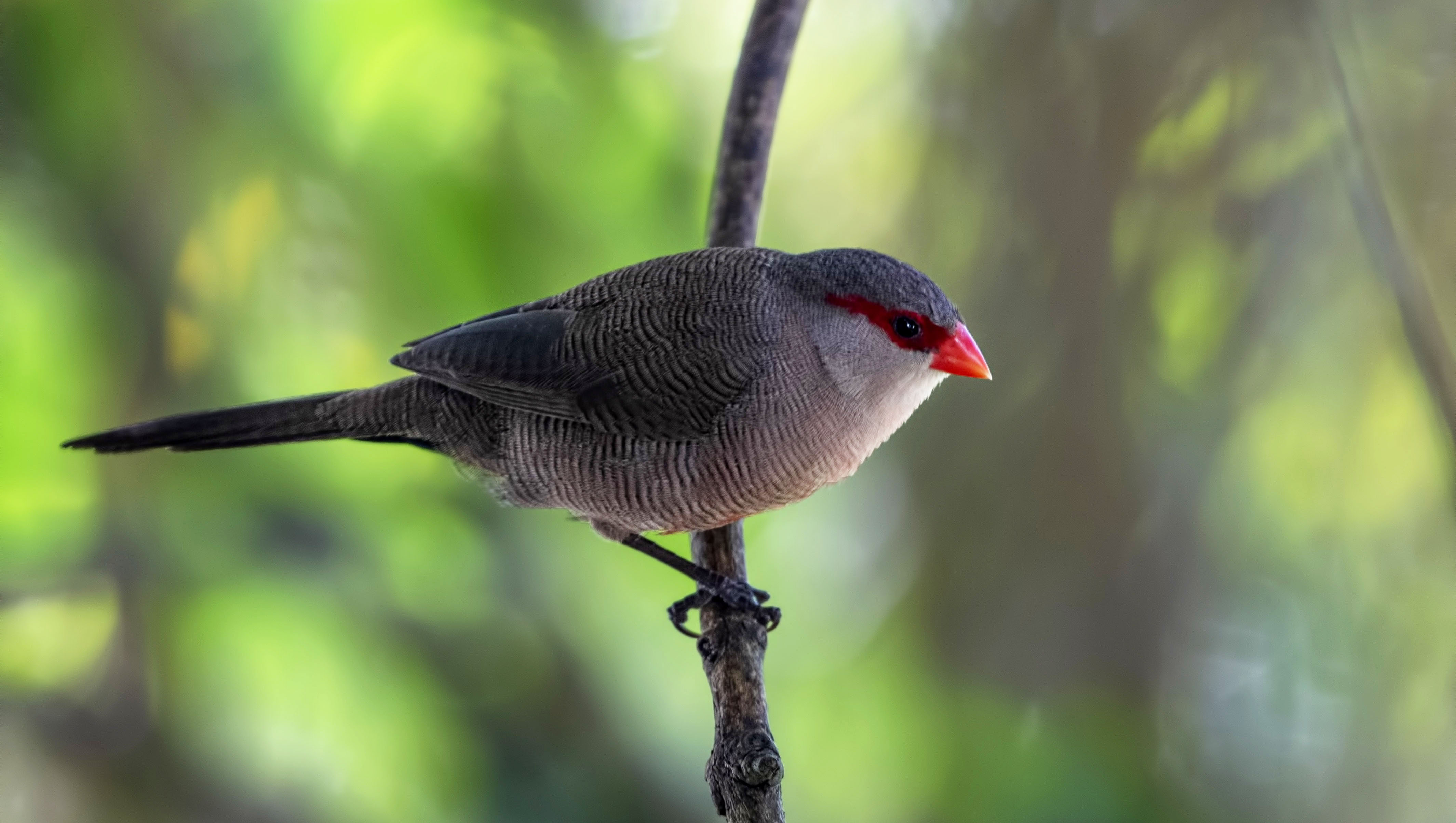 Common Waxbill