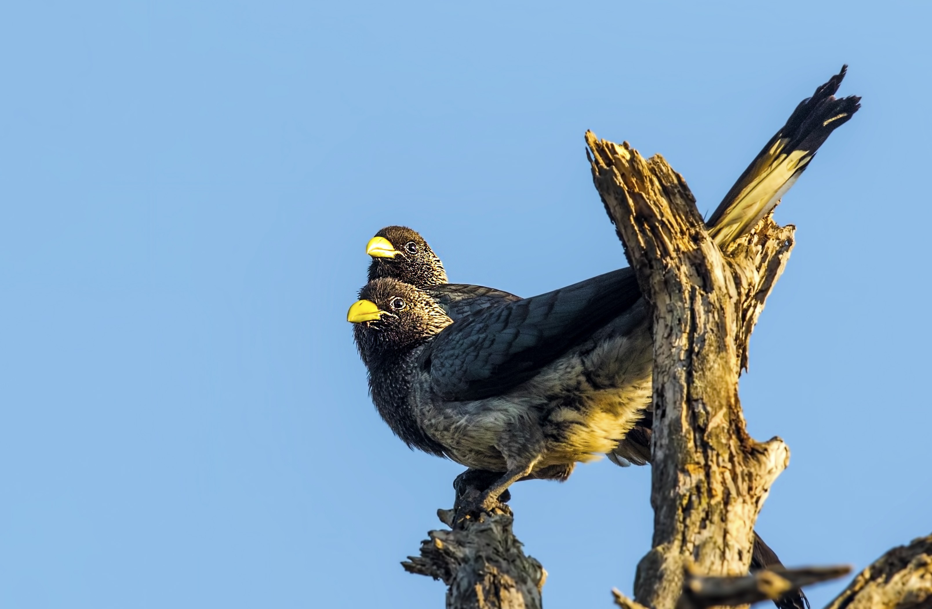 Eastern Plantain-eater — Ana fotoğraf